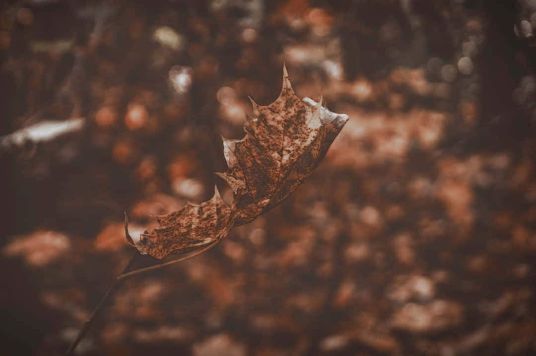 brown maple leaf, serrated edges, speckled texture, SD Desktop Wallpaper