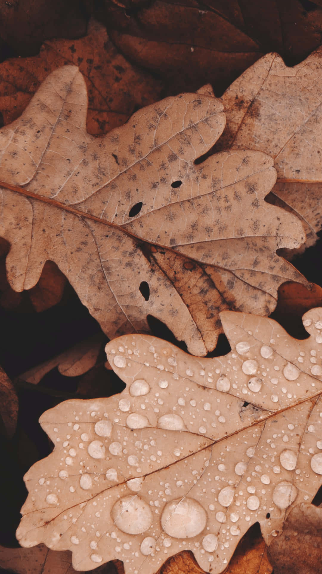 brown oak leaves, dew drops, textured surfaces, Full HD Phone Wallpaper