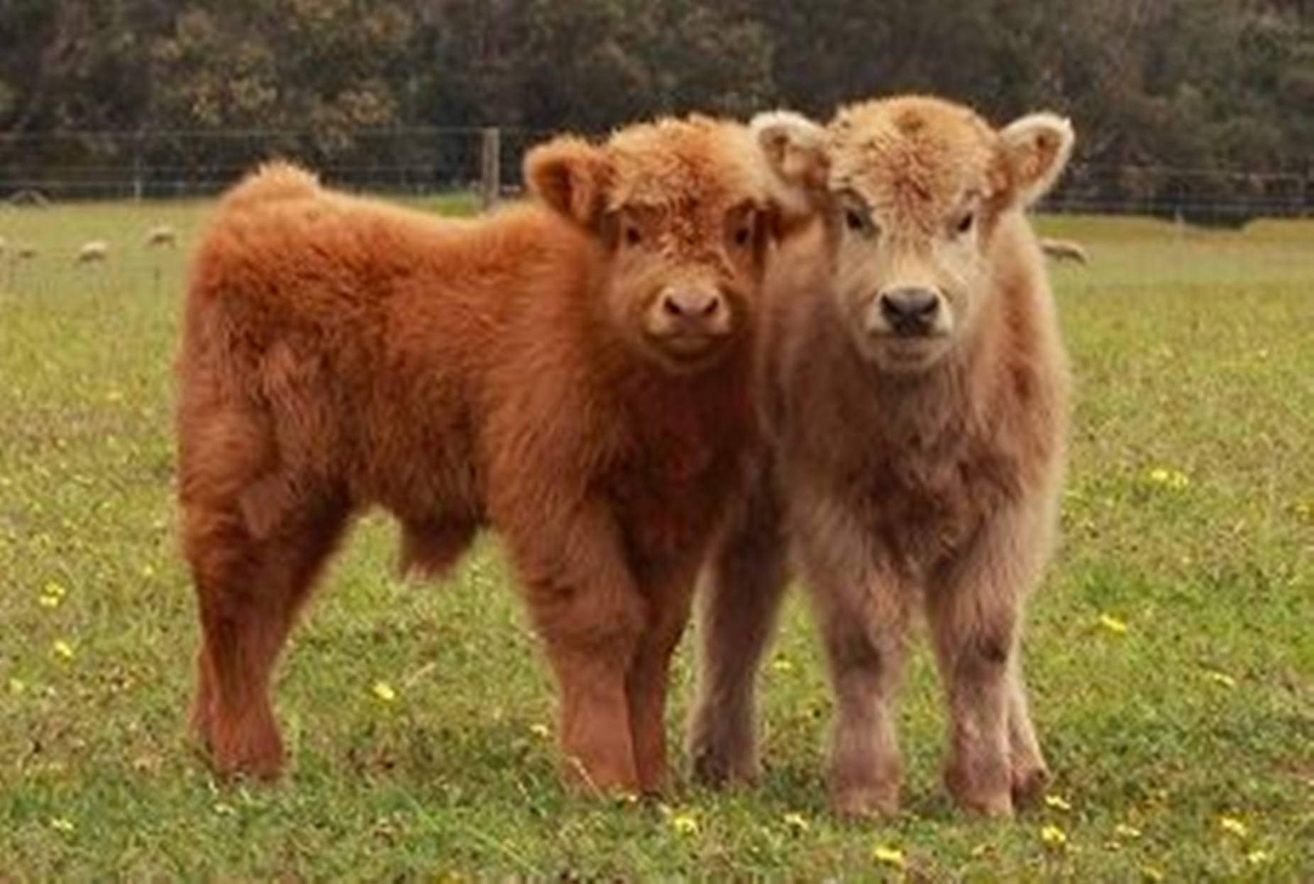 Highland calves, grassy field, yellow flowers, HD Desktop Wallpaper