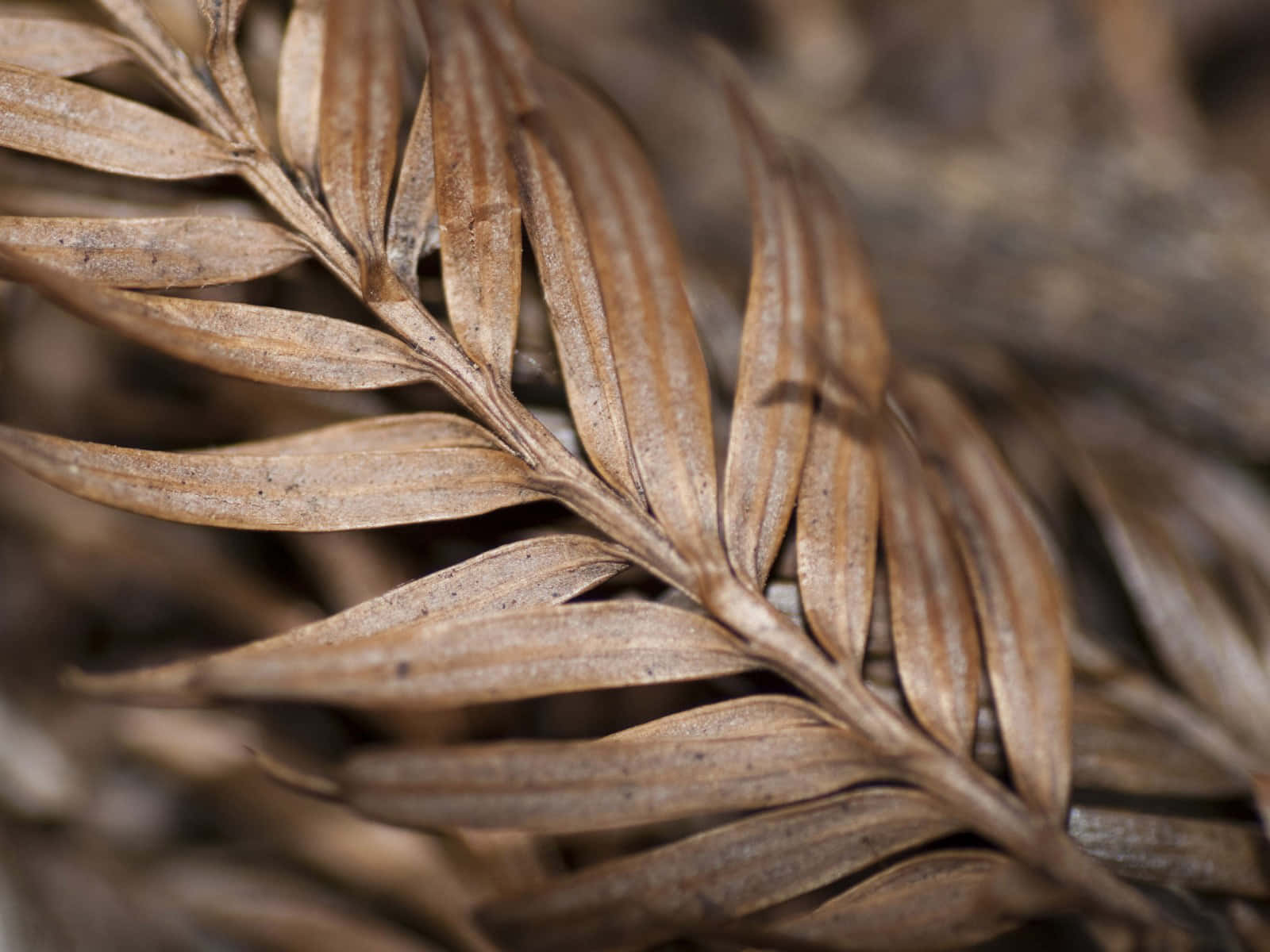 brown fern fronds, delicate veins, soft focus background, HD Desktop Wallpaper