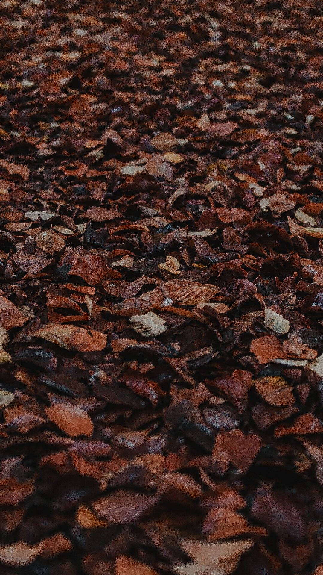 dark brown aesthetic, fallen leaves, autumn leaves, Full HD Phone Wallpaper