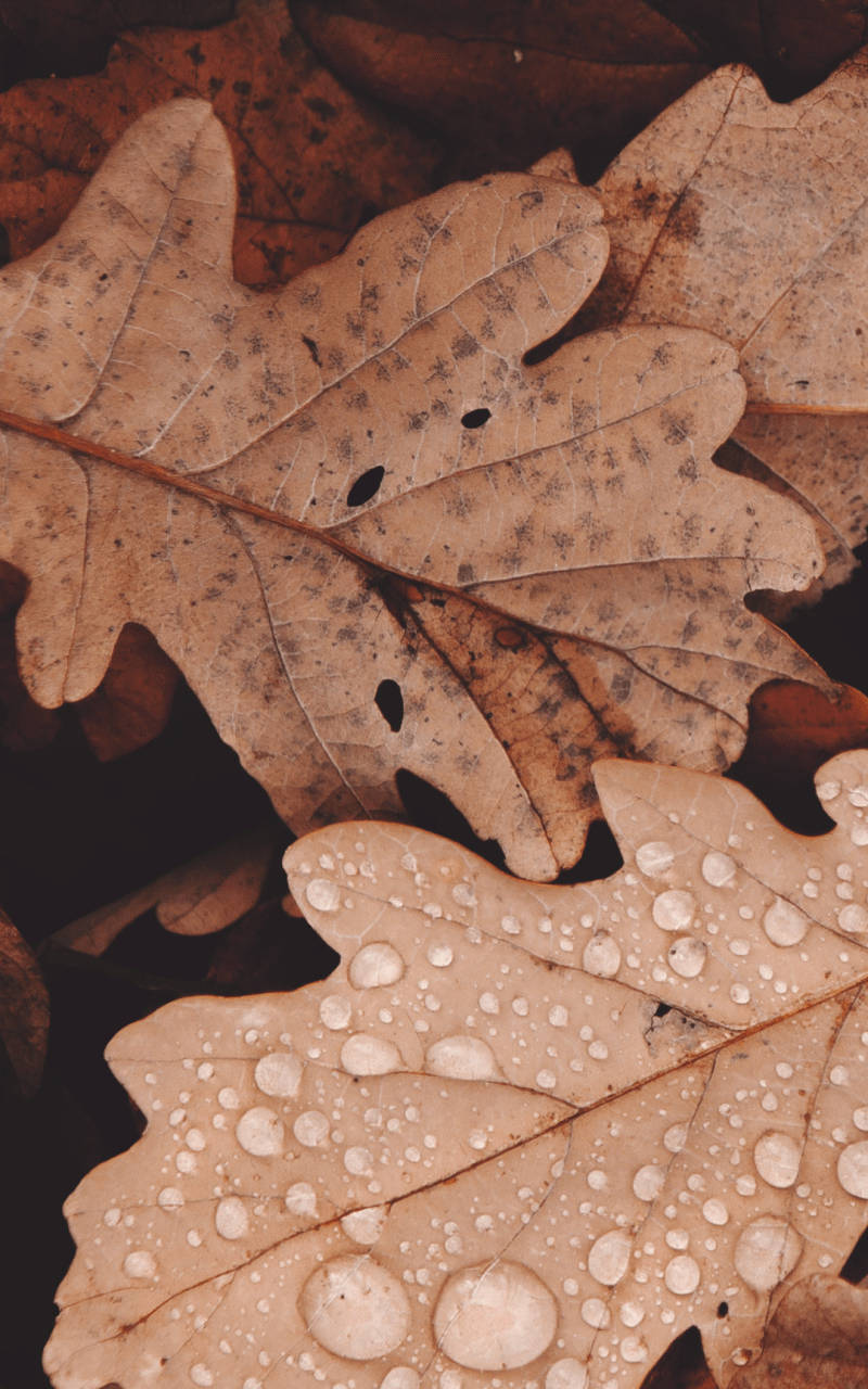 brown oak leaves, dew drops, textured surfaces, HD Phone Wallpaper