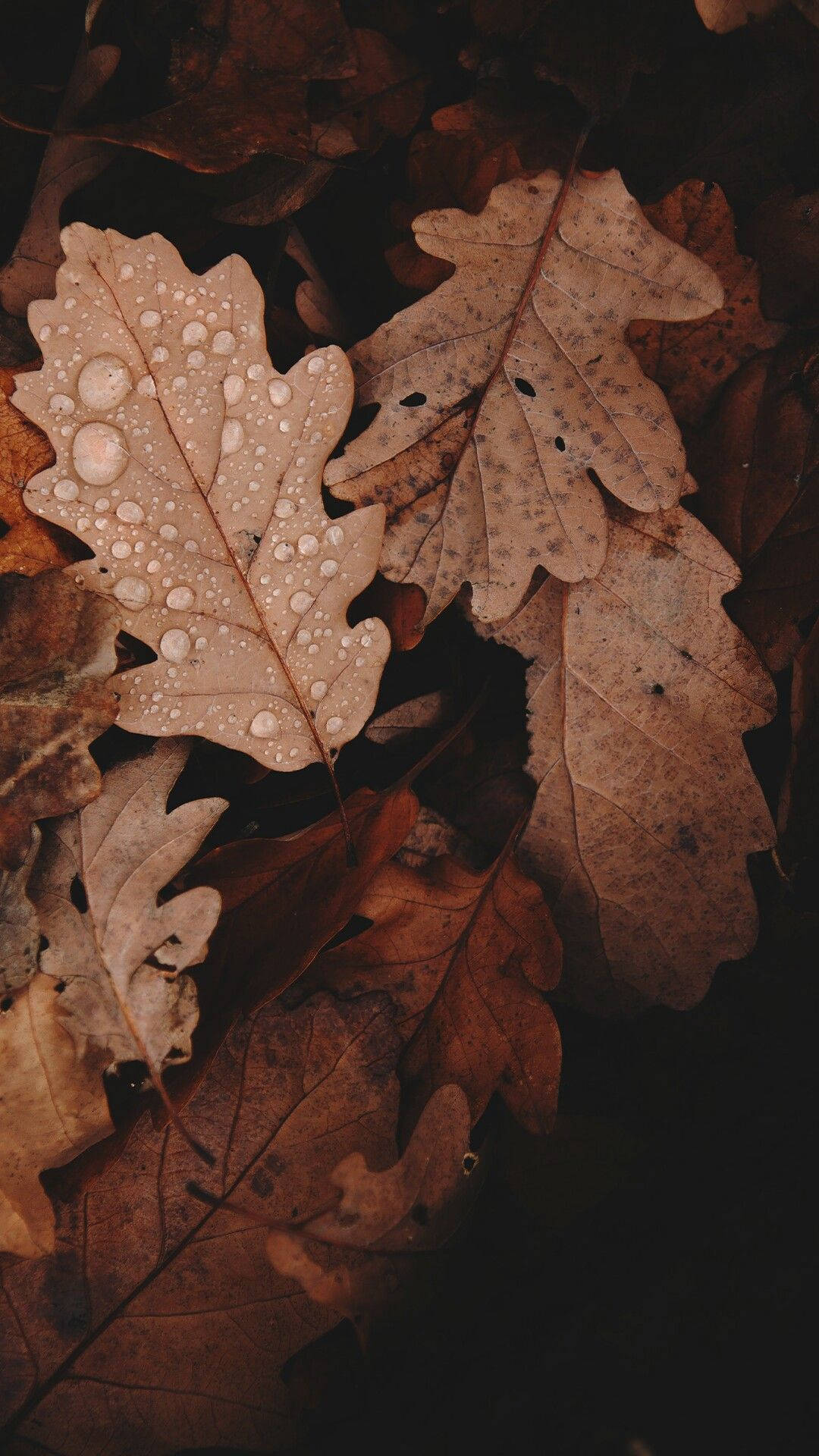 autumn oak leaves, dew drops, dark earthy background, Full HD Phone Wallpaper