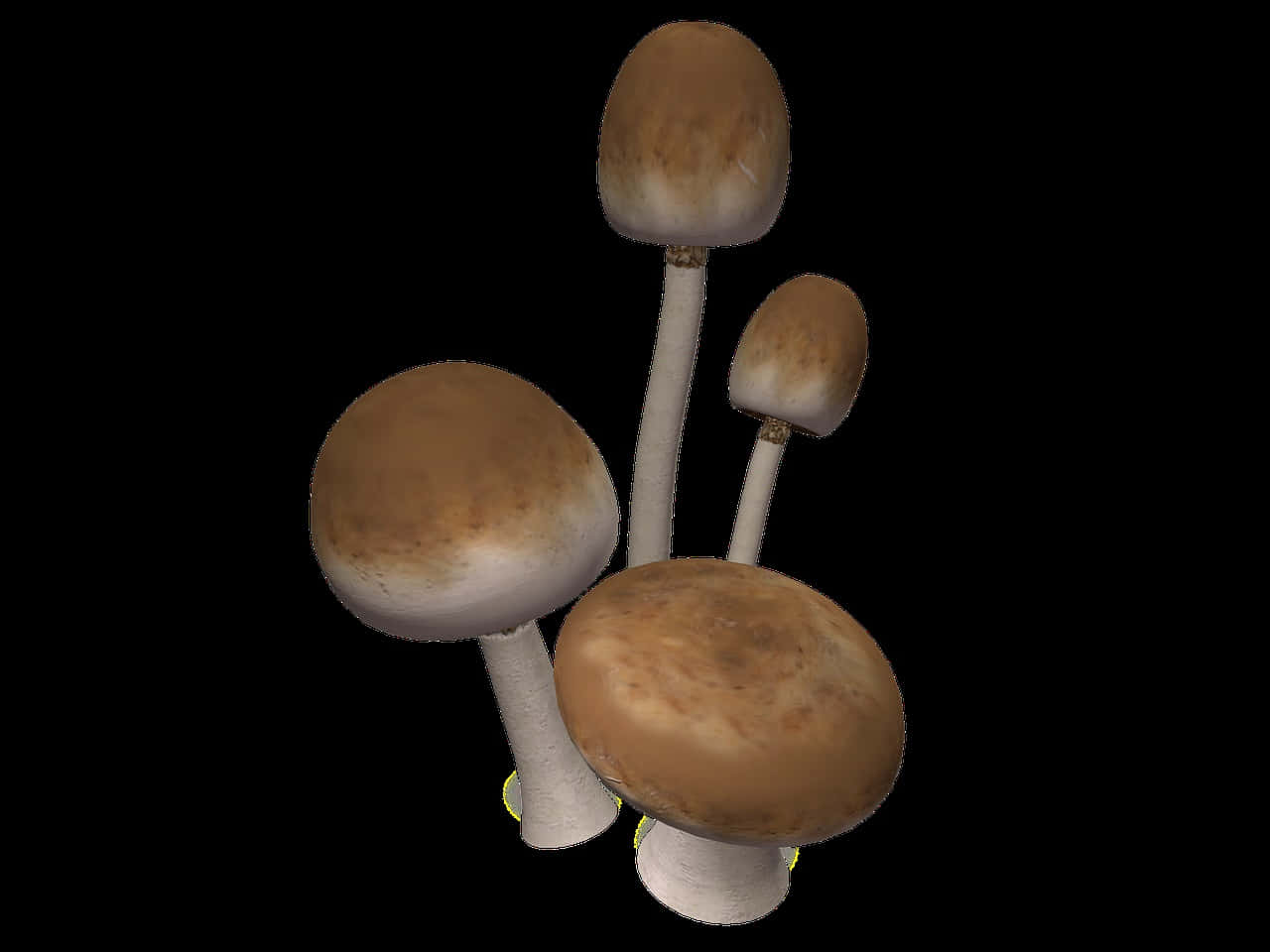 brown caps, white stems, pure black background, HD Desktop Wallpaper