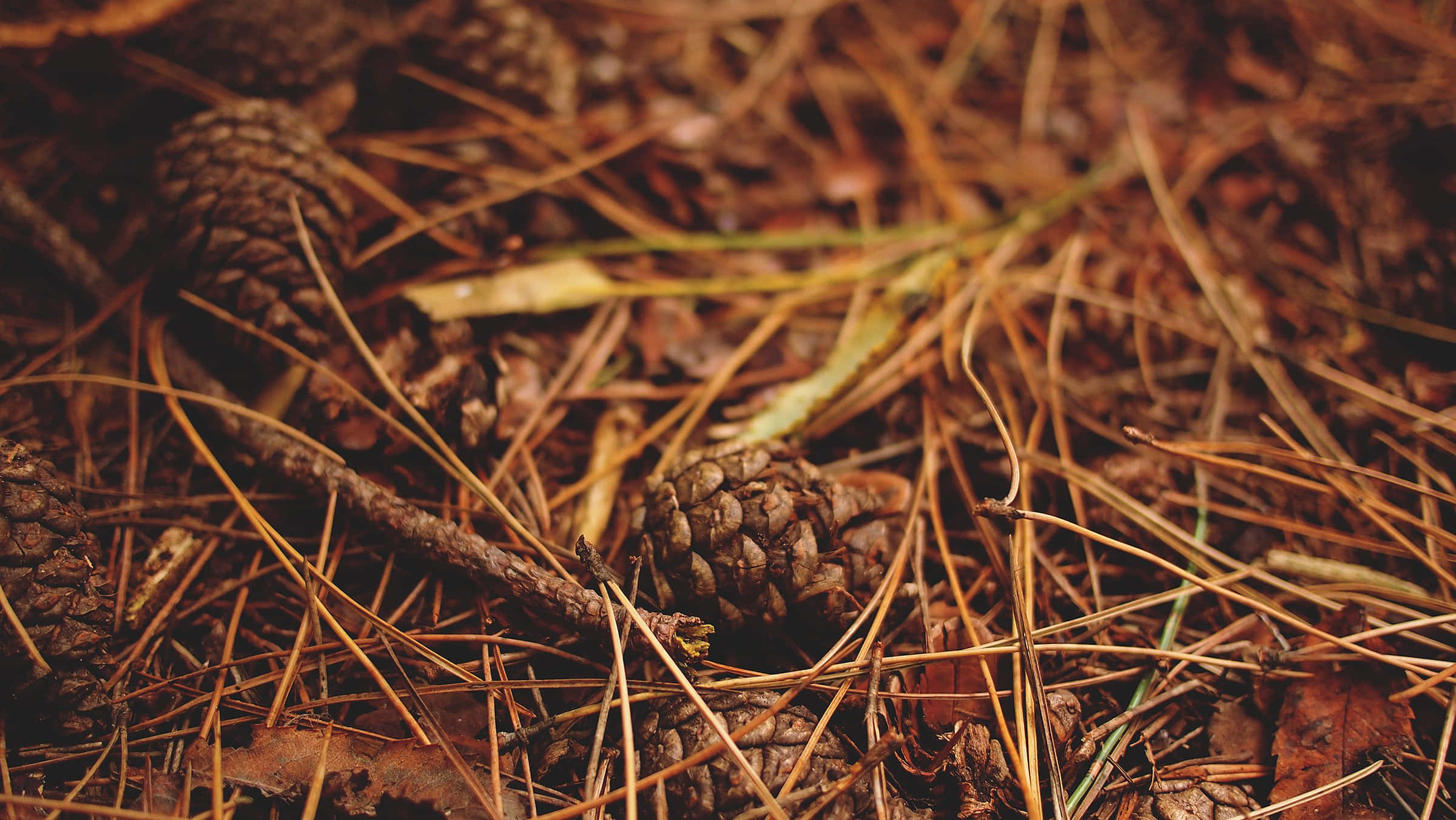brown autumn, pinecones, dry pine needles, Full HD Desktop Wallpaper