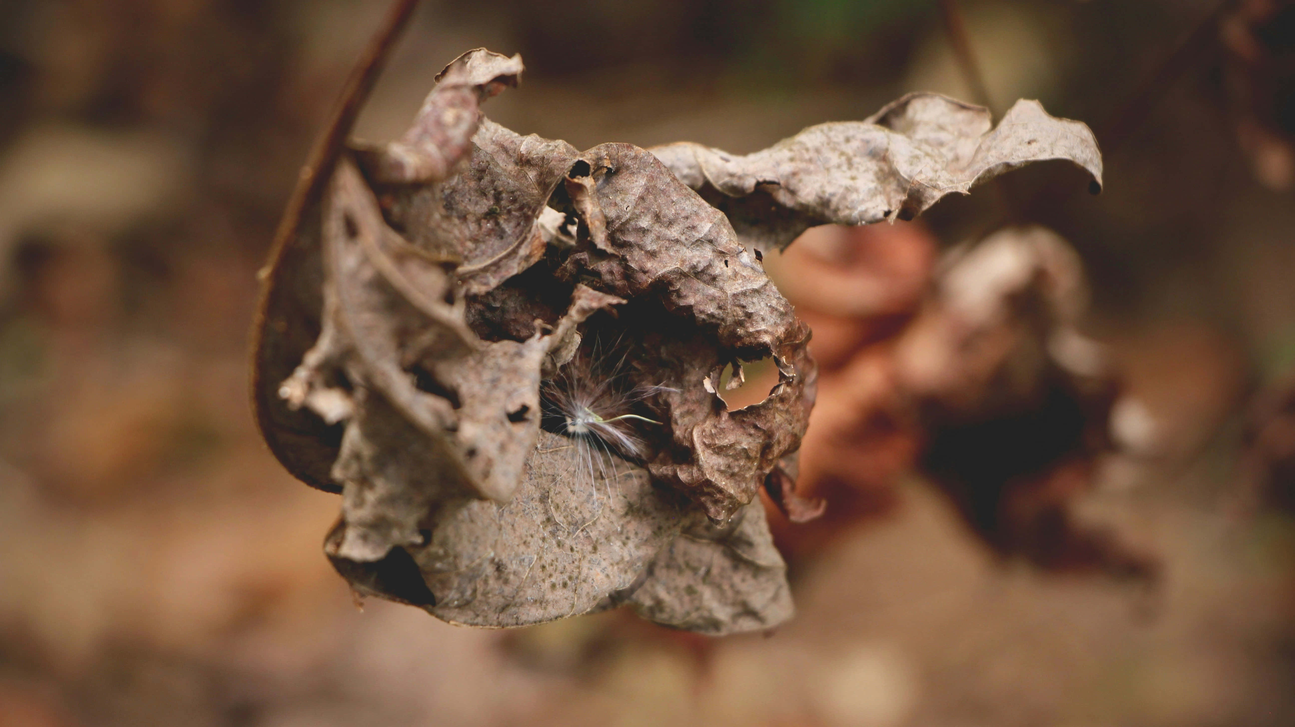 autumn decay, dried seed pod, white fluff, 5K Desktop Wallpaper
