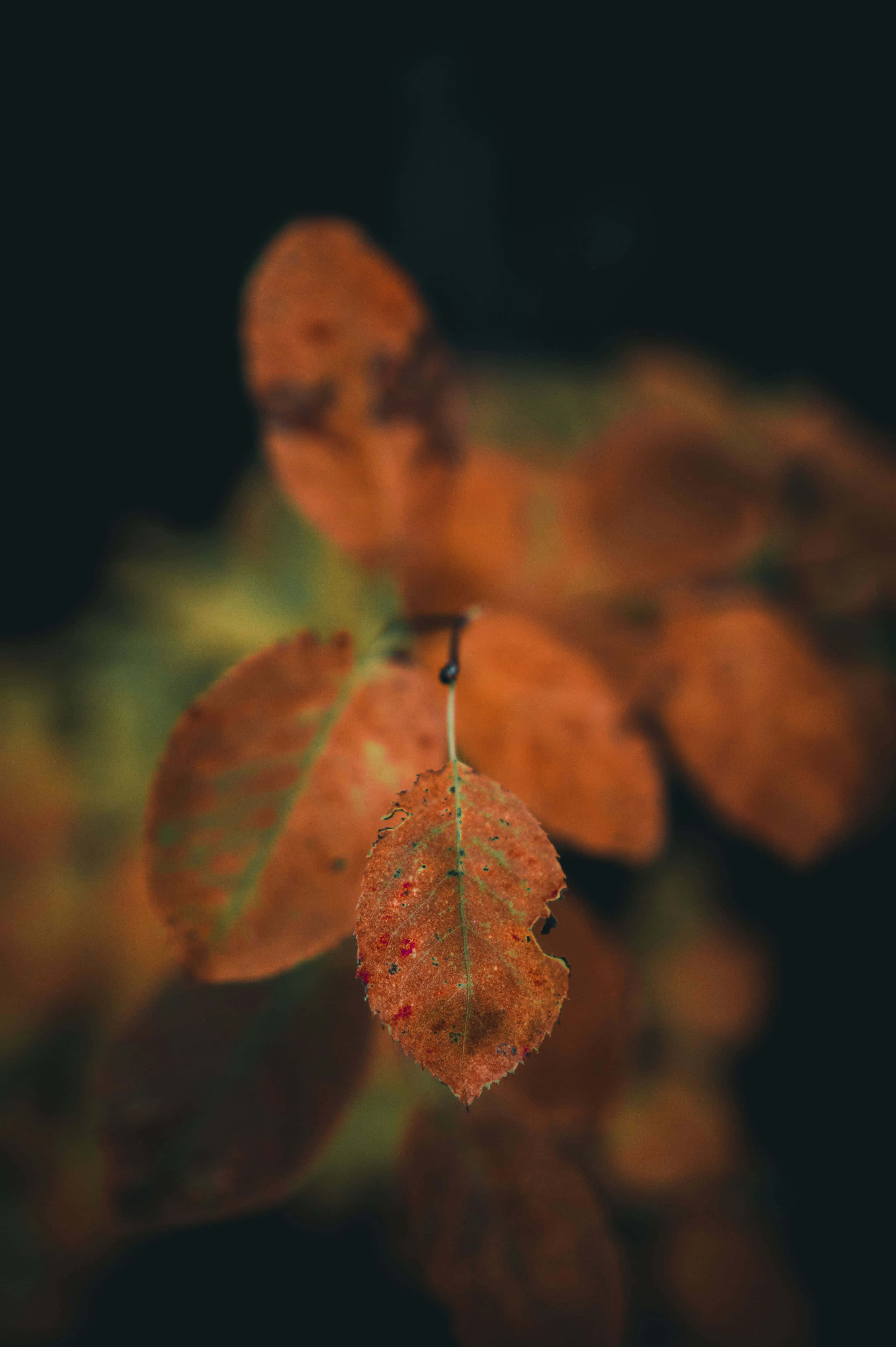 autumn leaf, red speckles, dark blurred background, 4K Phone Wallpaper