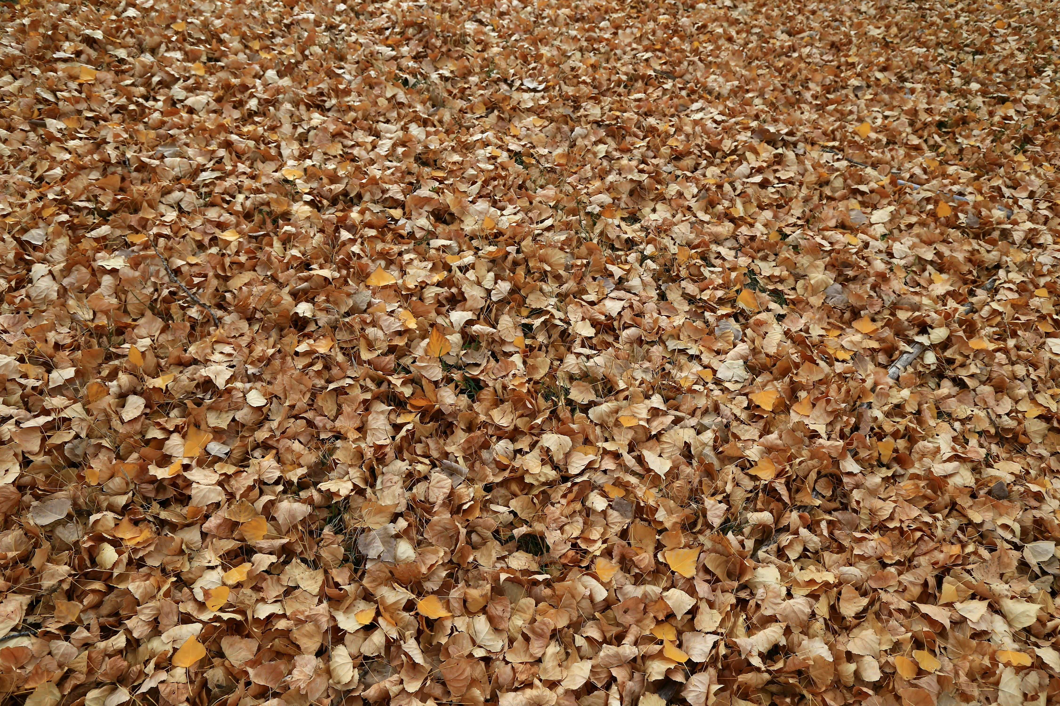ginkgo leaves, gold brown, tan, 4K Desktop Wallpaper
