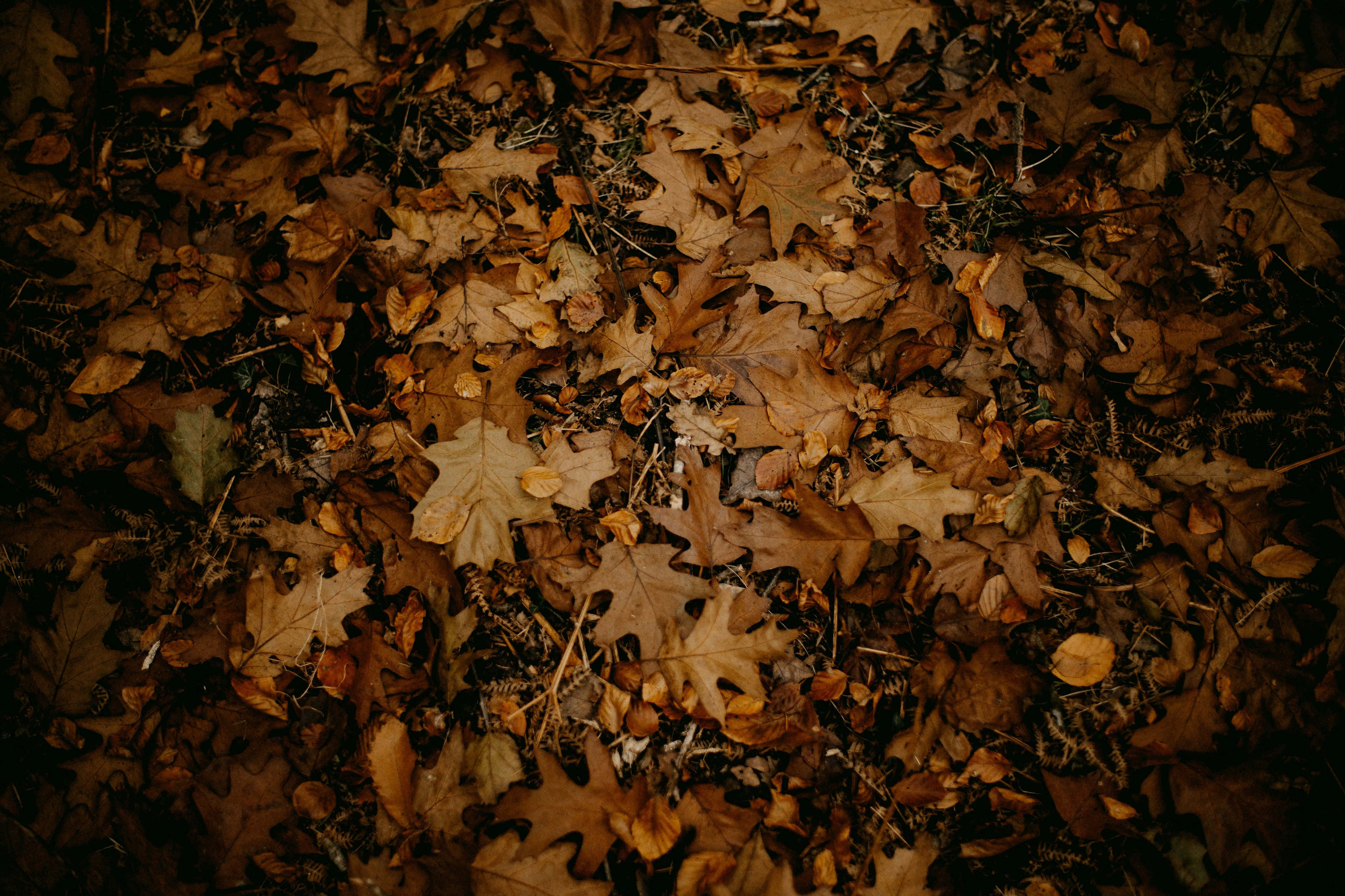 autumn leaves carpet, oak leaves, earth tones, 4K Desktop Wallpaper
