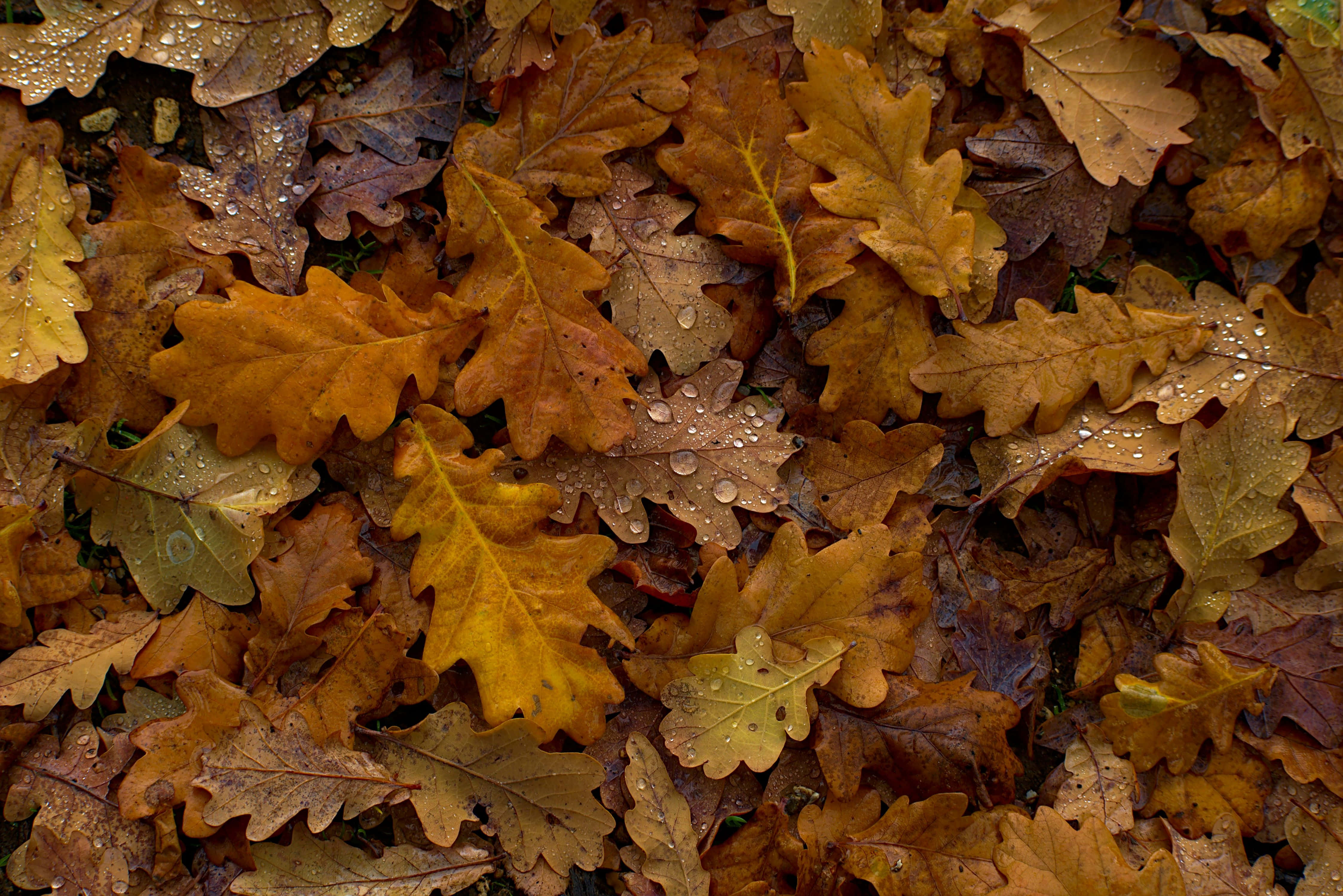 oak leaves, autumn hues, gold brown, 4K Desktop Wallpaper