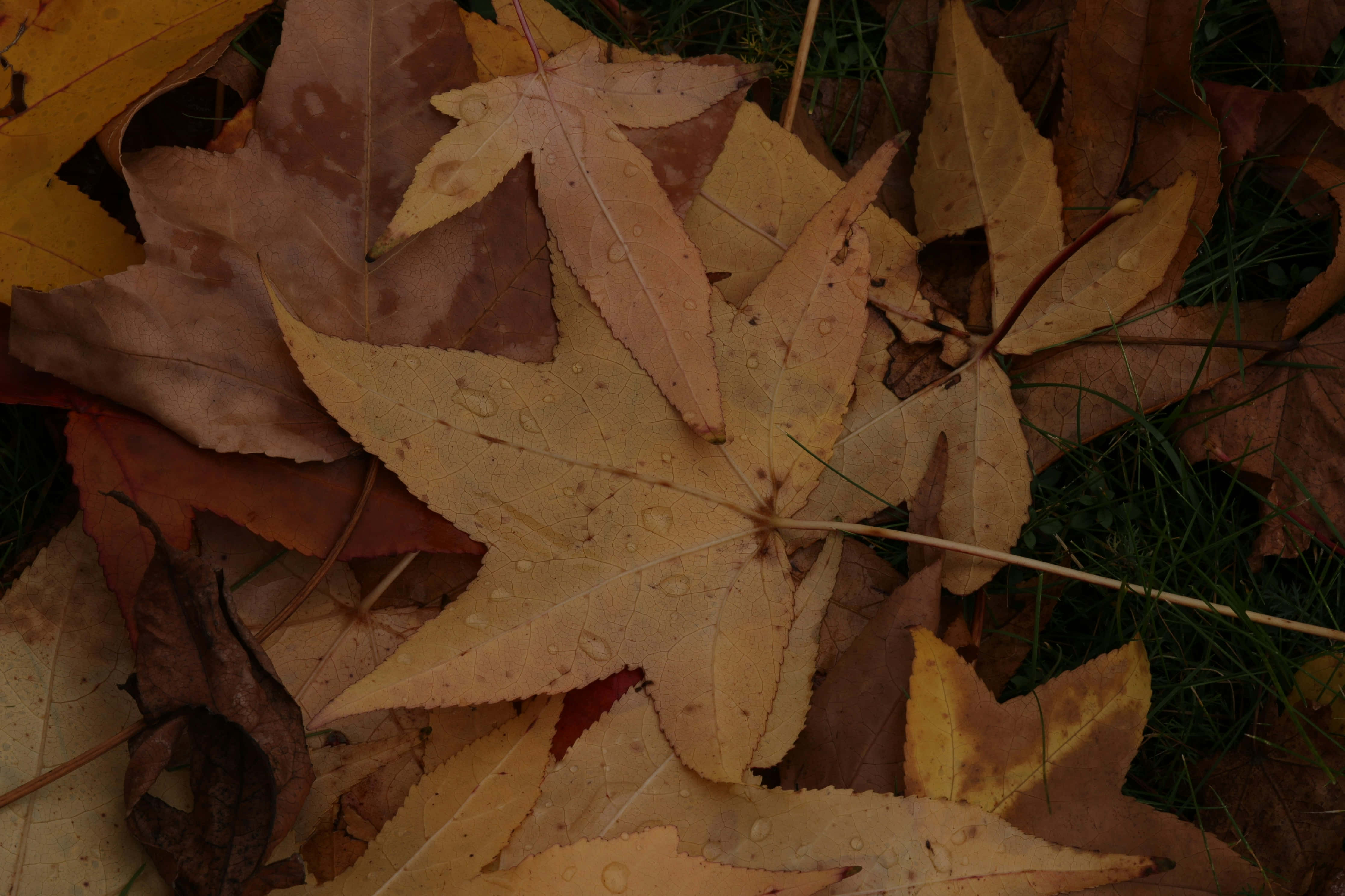 autumn leaves, raindrops, warm yellows, 4K Desktop Wallpaper