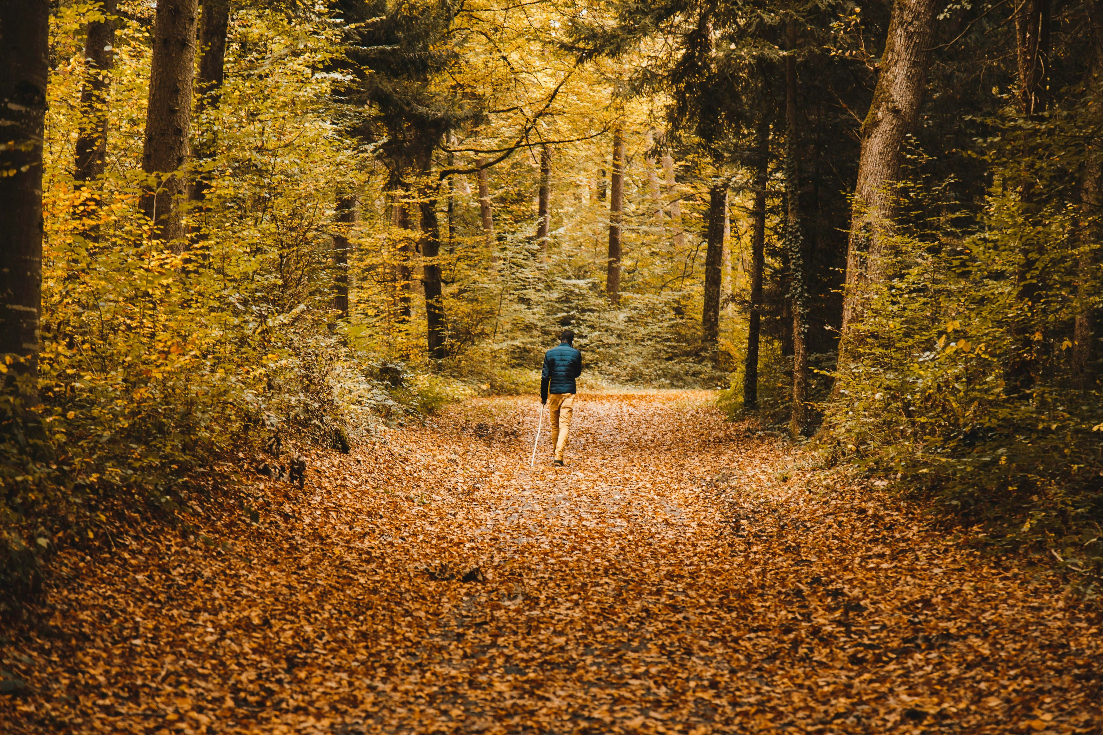 autumn walkin forest, forest path, golden autumn leaves, 2K Desktop Wallpaper