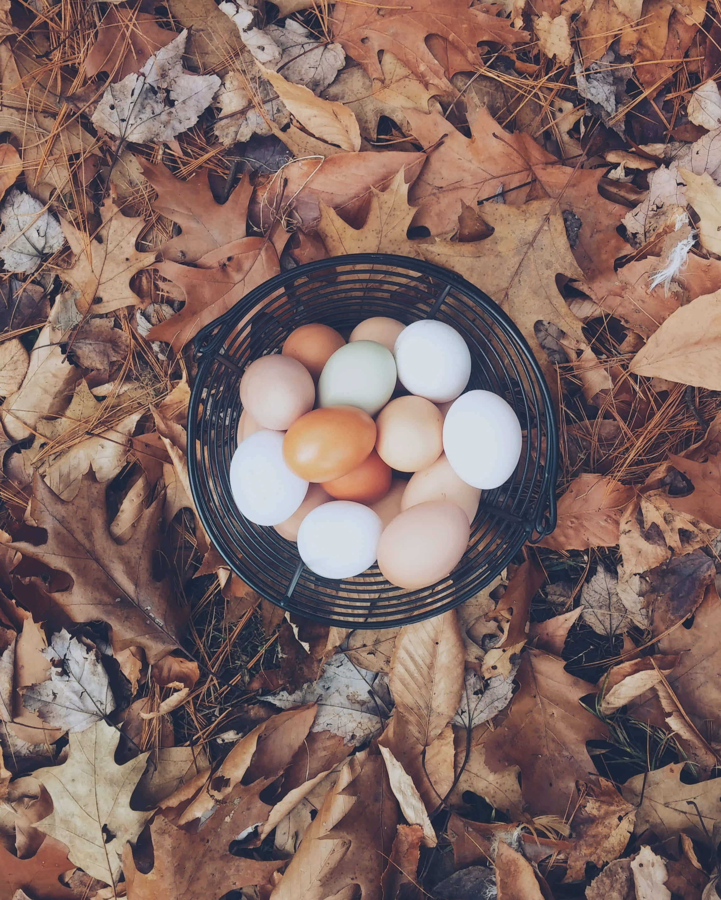 autumn eggs basket, fall leaves backdrop, black wire basket, 2K Phone Wallpaper