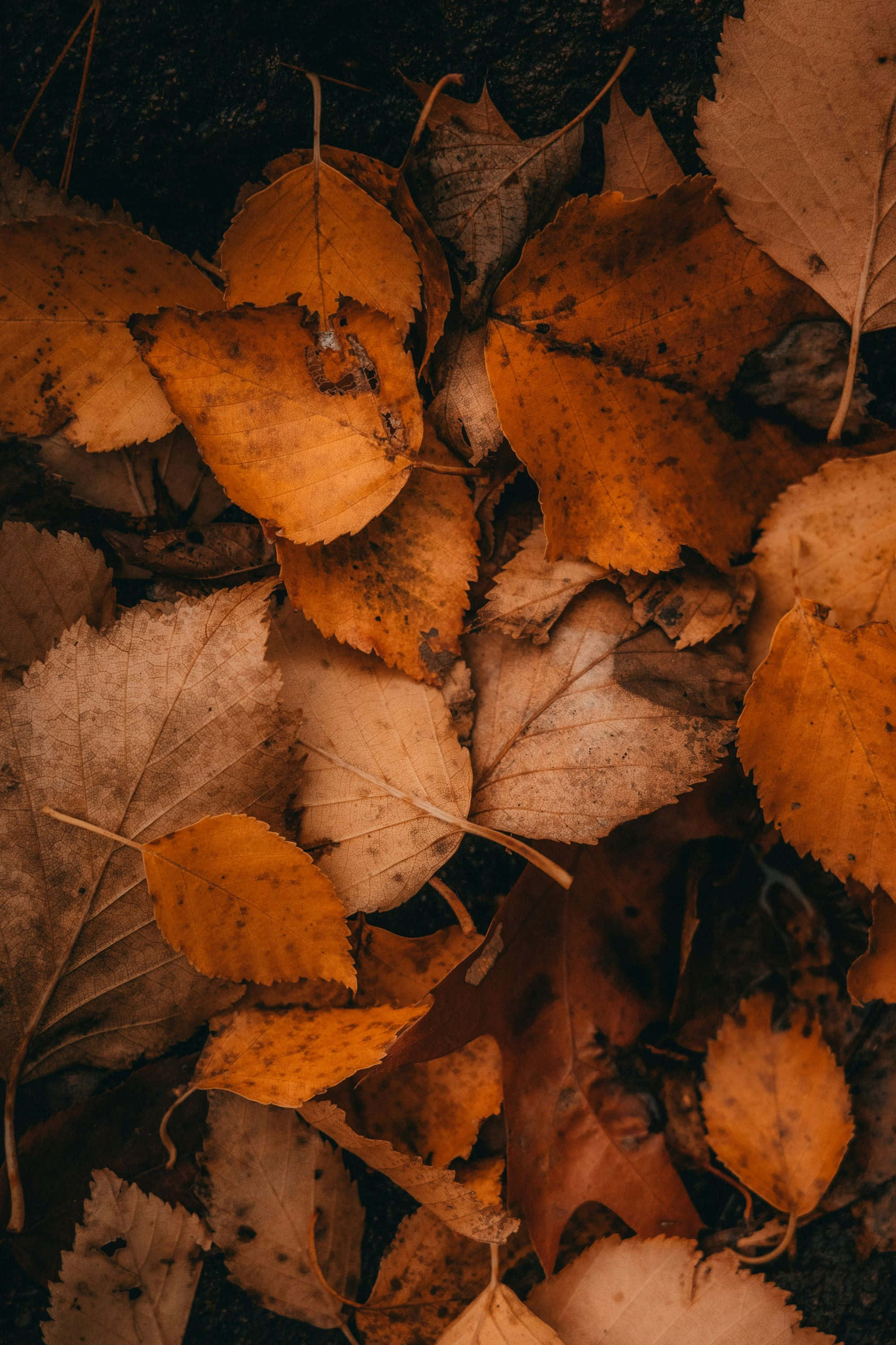 autumn leaves, warm orange brown, beige, 2K Phone Wallpaper