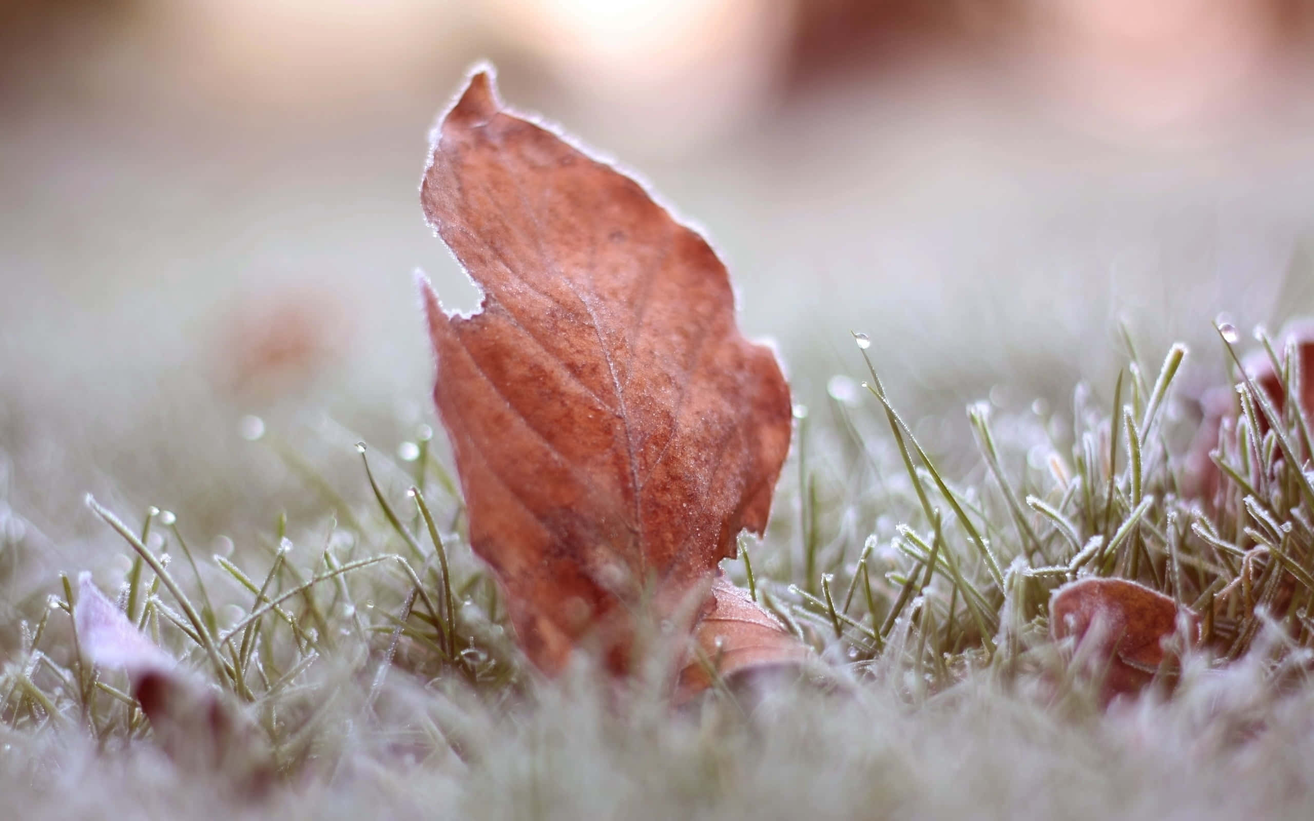 brown leaf, icy grass, soft morning light, 2K Desktop Wallpaper