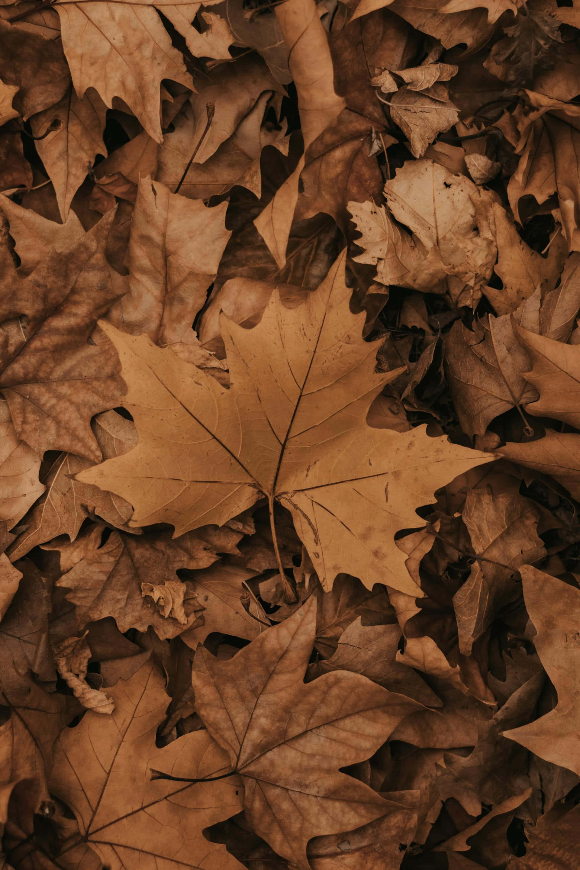 dried maple leaves, warm sepia tones, autumnal ground cover, 2K Phone Wallpaper