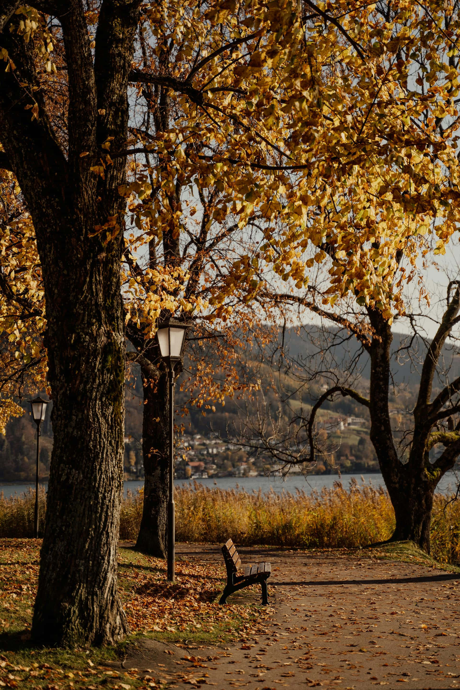 autumn lakeside park bench, golden autumn leaves, lakeside path, 2K Phone Wallpaper