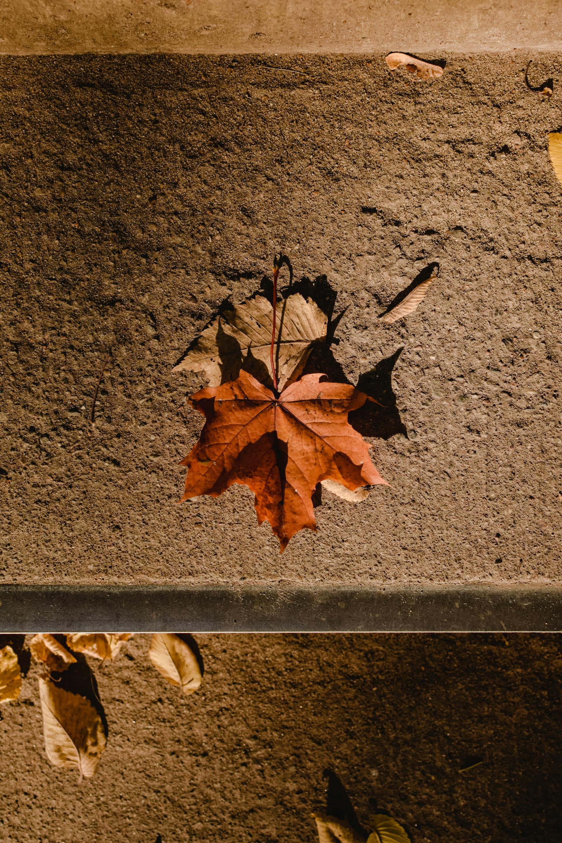 autumn leaf, concrete, textured concrete, 2K Phone Wallpaper