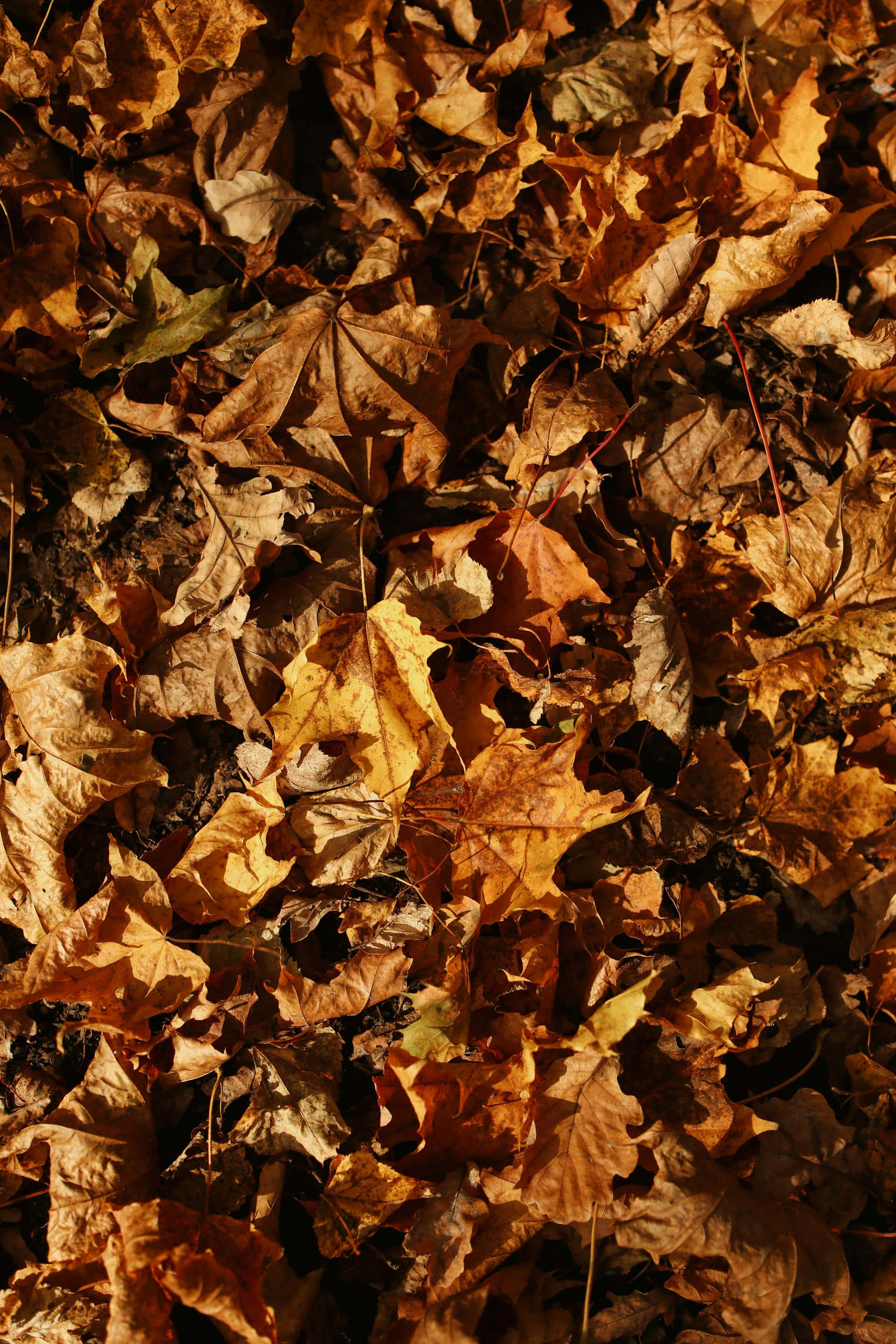 autumn leaves, dried maple leaves, warm autumn hues, 2K Phone Wallpaper