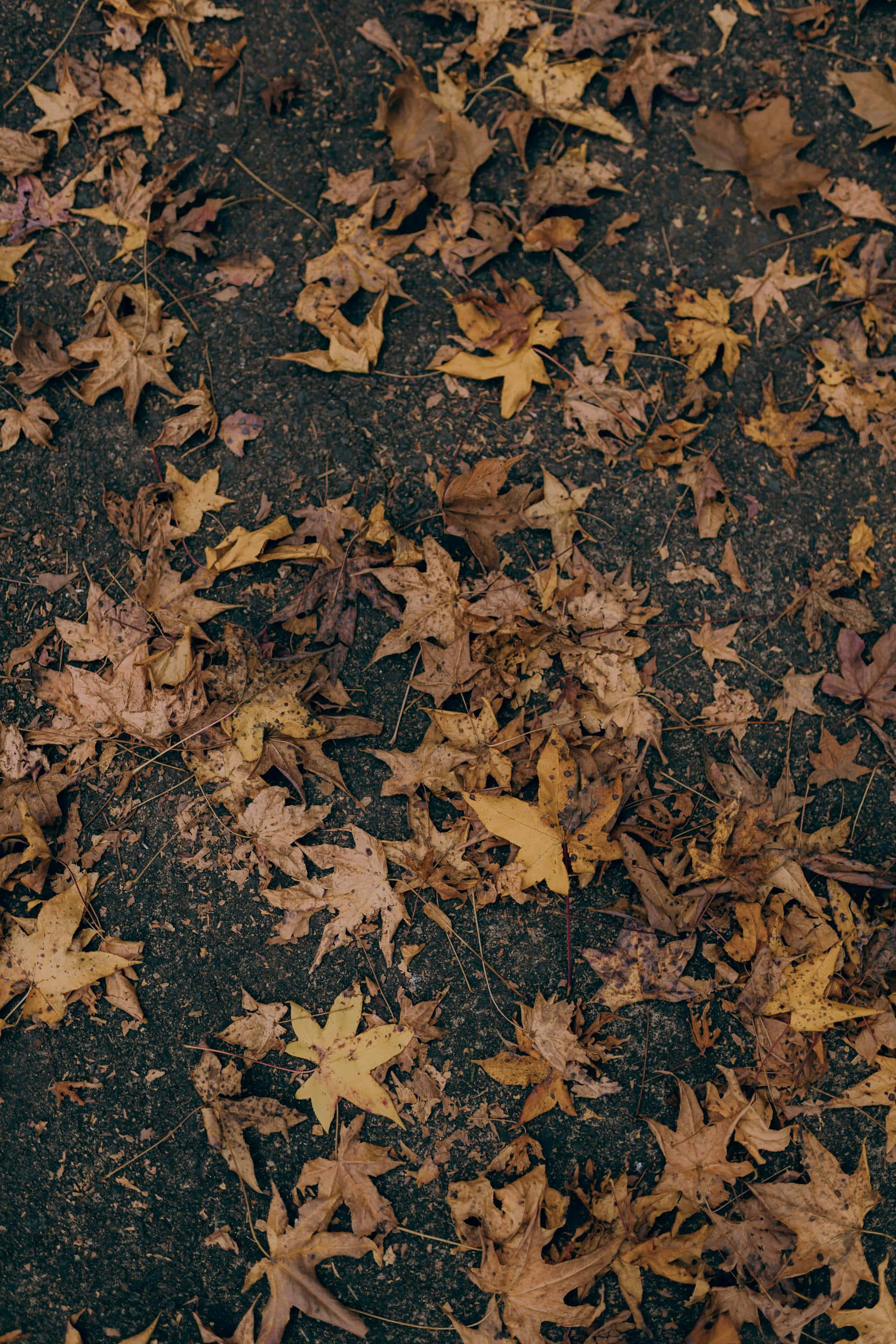 maple leaves, brown, yellow, 2K Phone Wallpaper