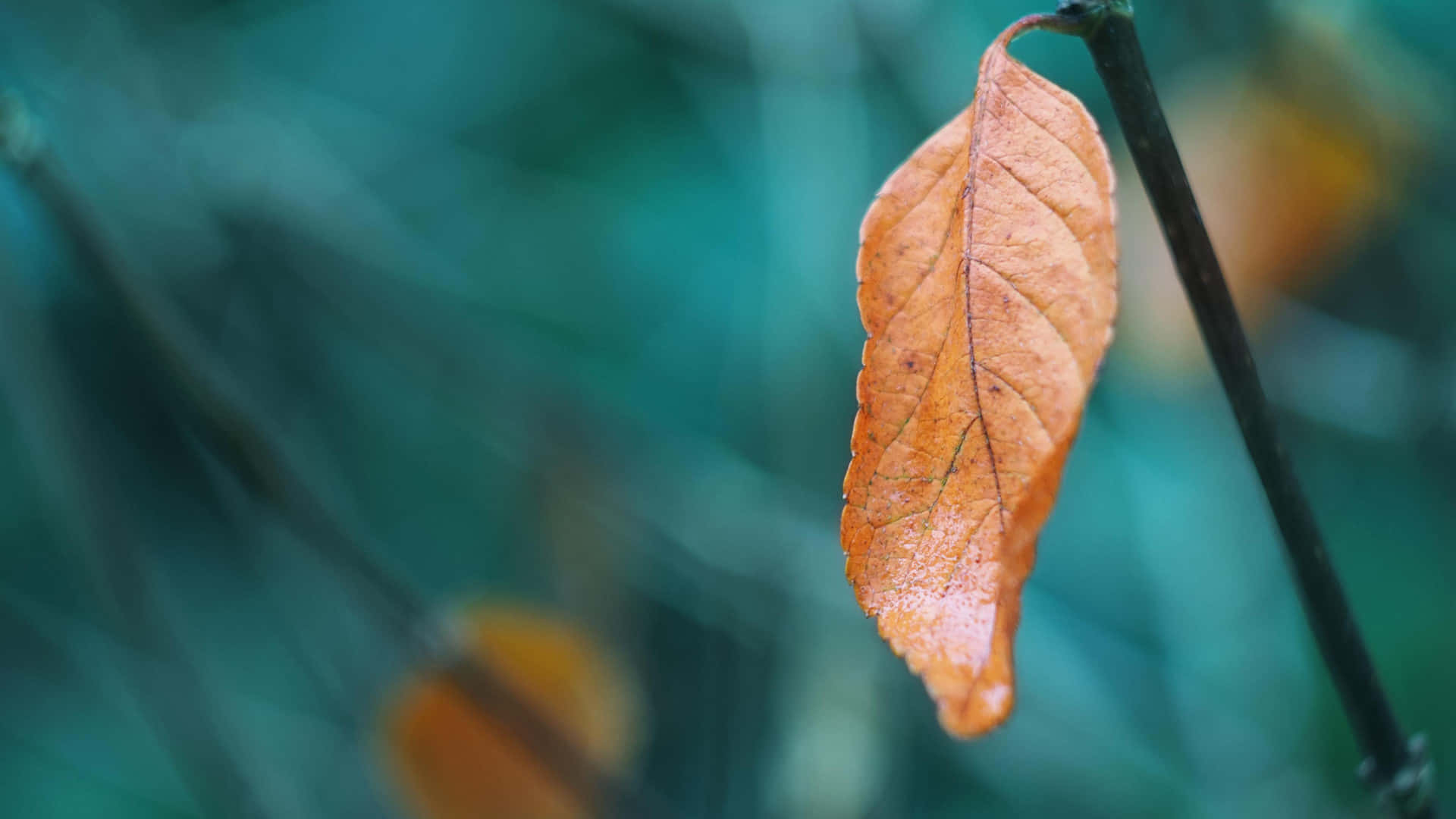 Crispy Autumn Brown Leaves, dried orange leaf, dark stem, Full HD Desktop Wallpaper