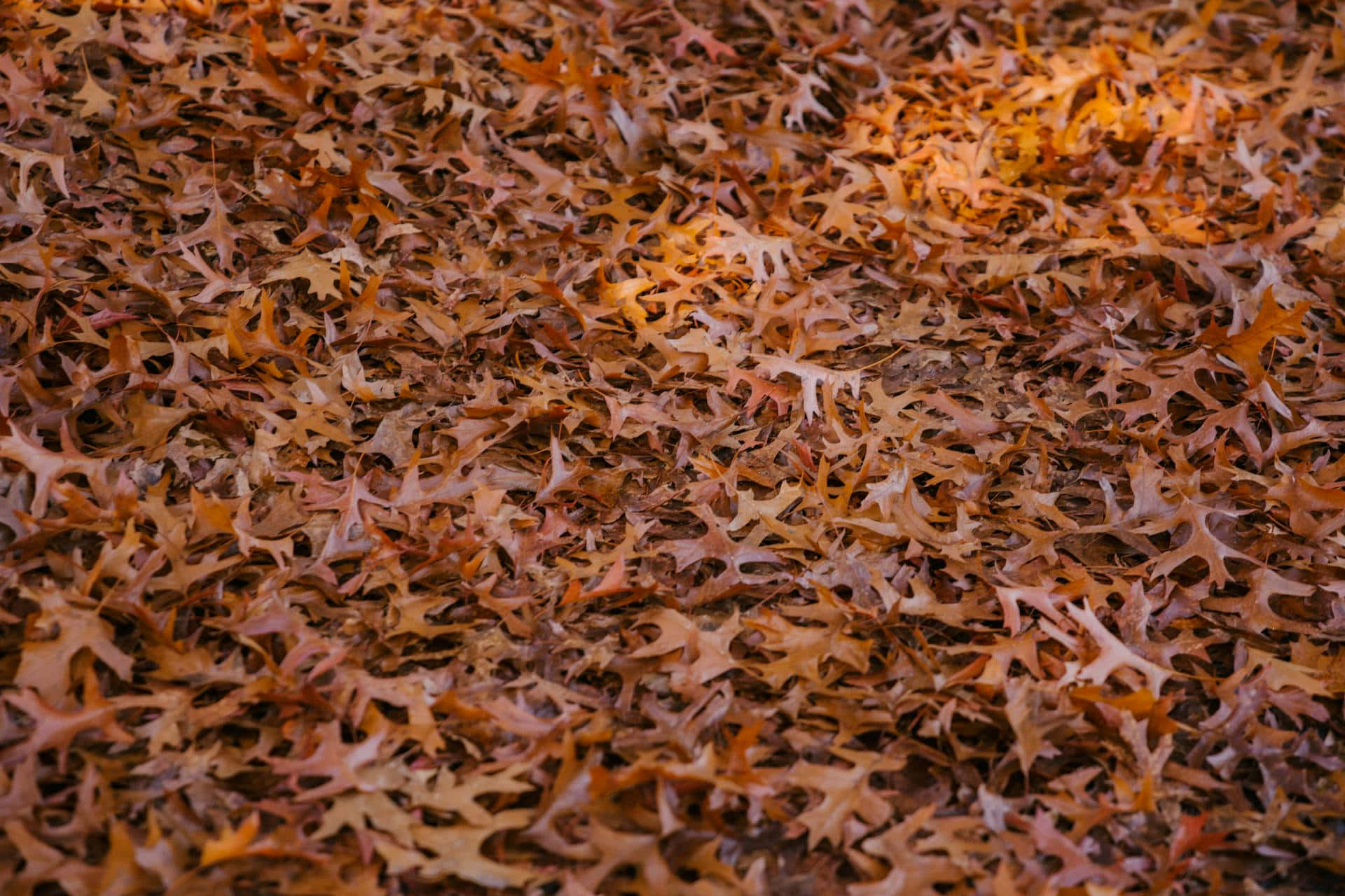 autumn leaves carpet, oak leaves, brown, Full HD Desktop Wallpaper
