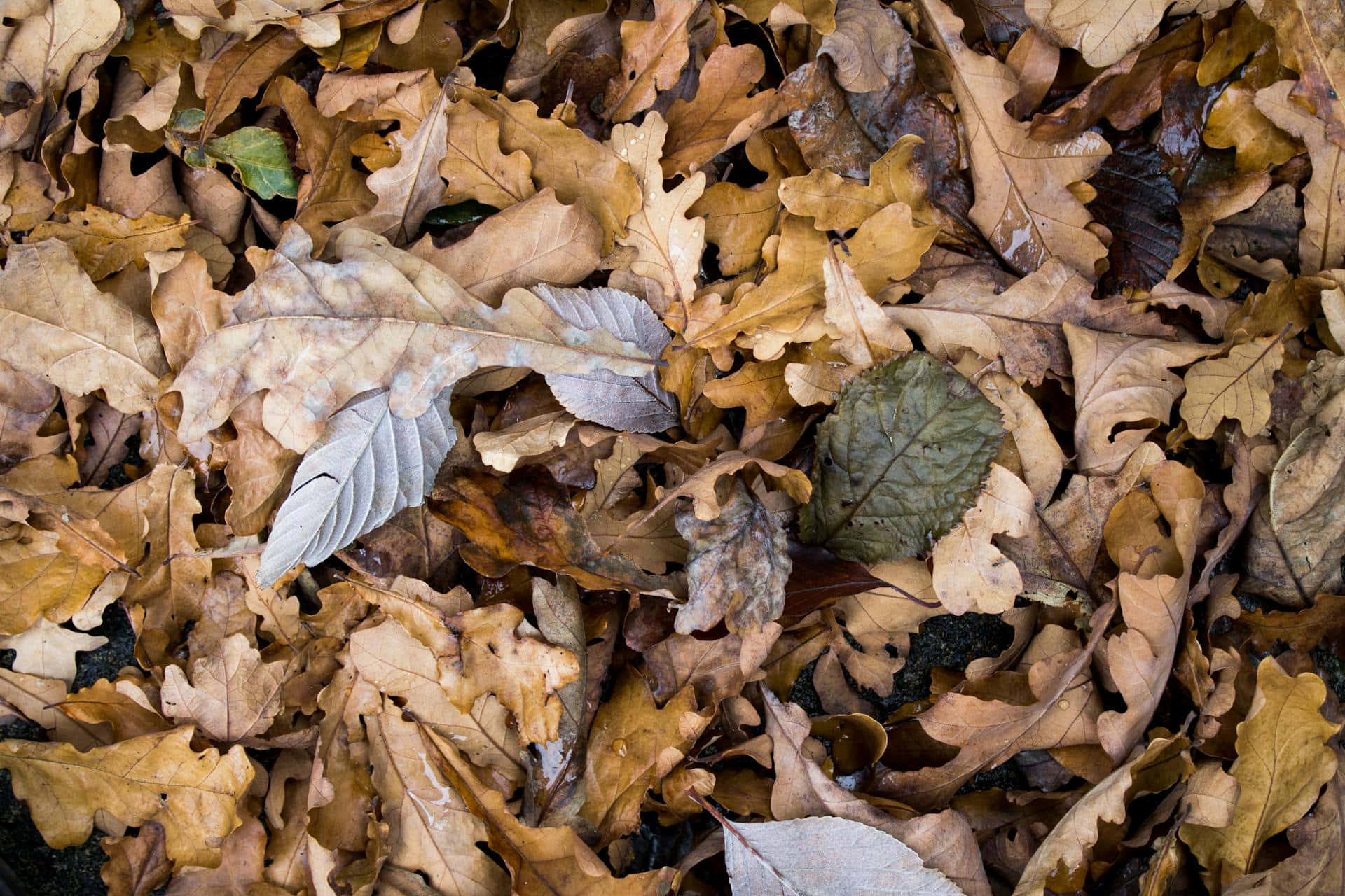 autumn leaves, oak leaves, brown gold, Full HD Desktop Wallpaper