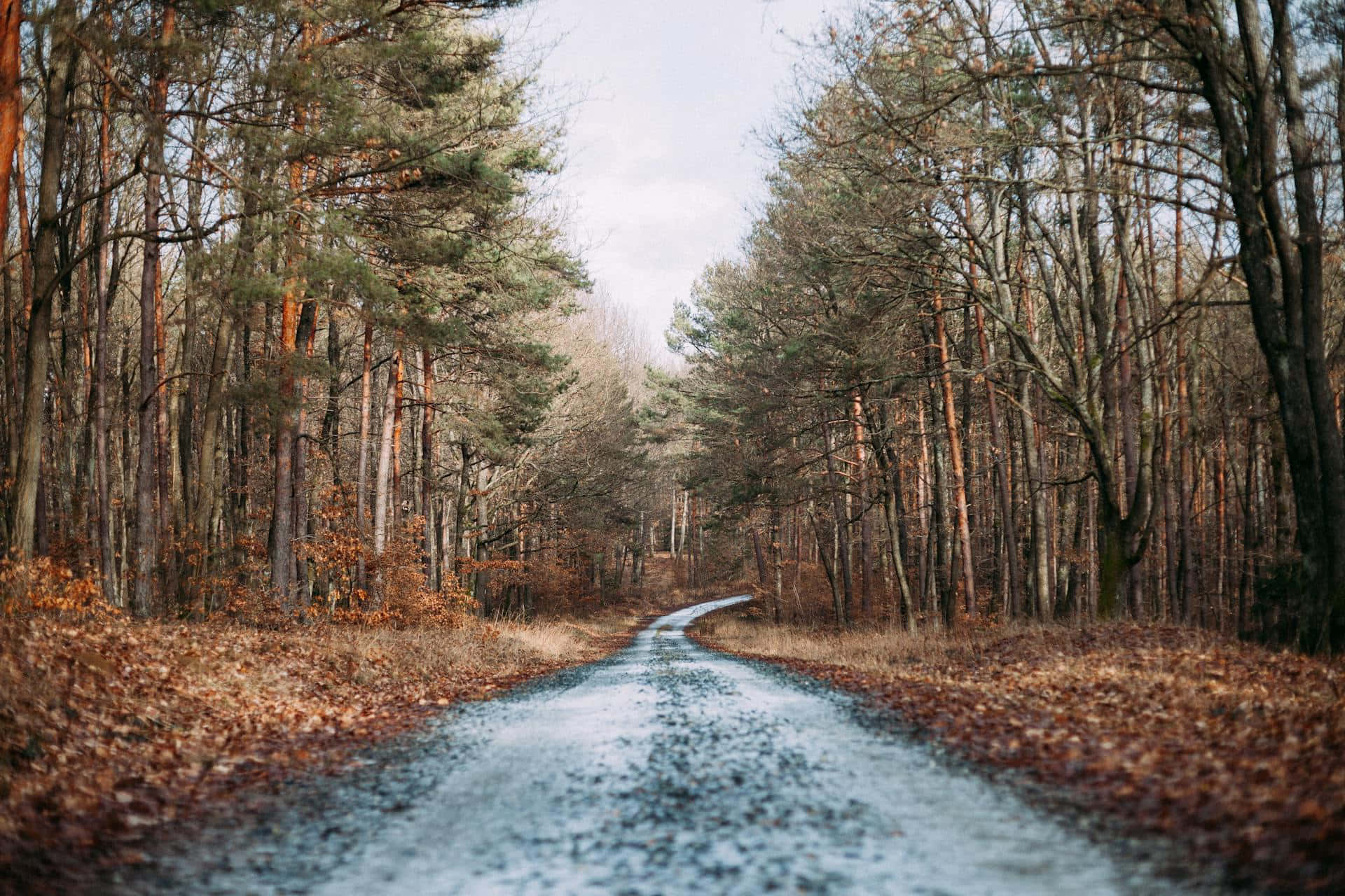 autumn forest path, gravel path, dense forest, Full HD Desktop Wallpaper