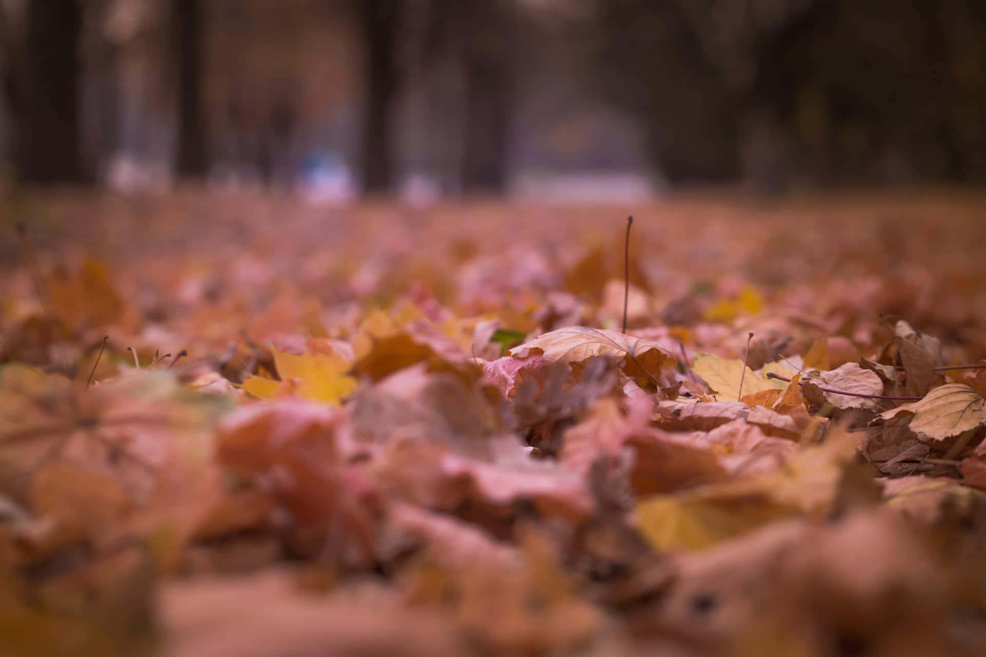 autumn leaves, vibrant orange, yellow, Full HD Desktop Wallpaper