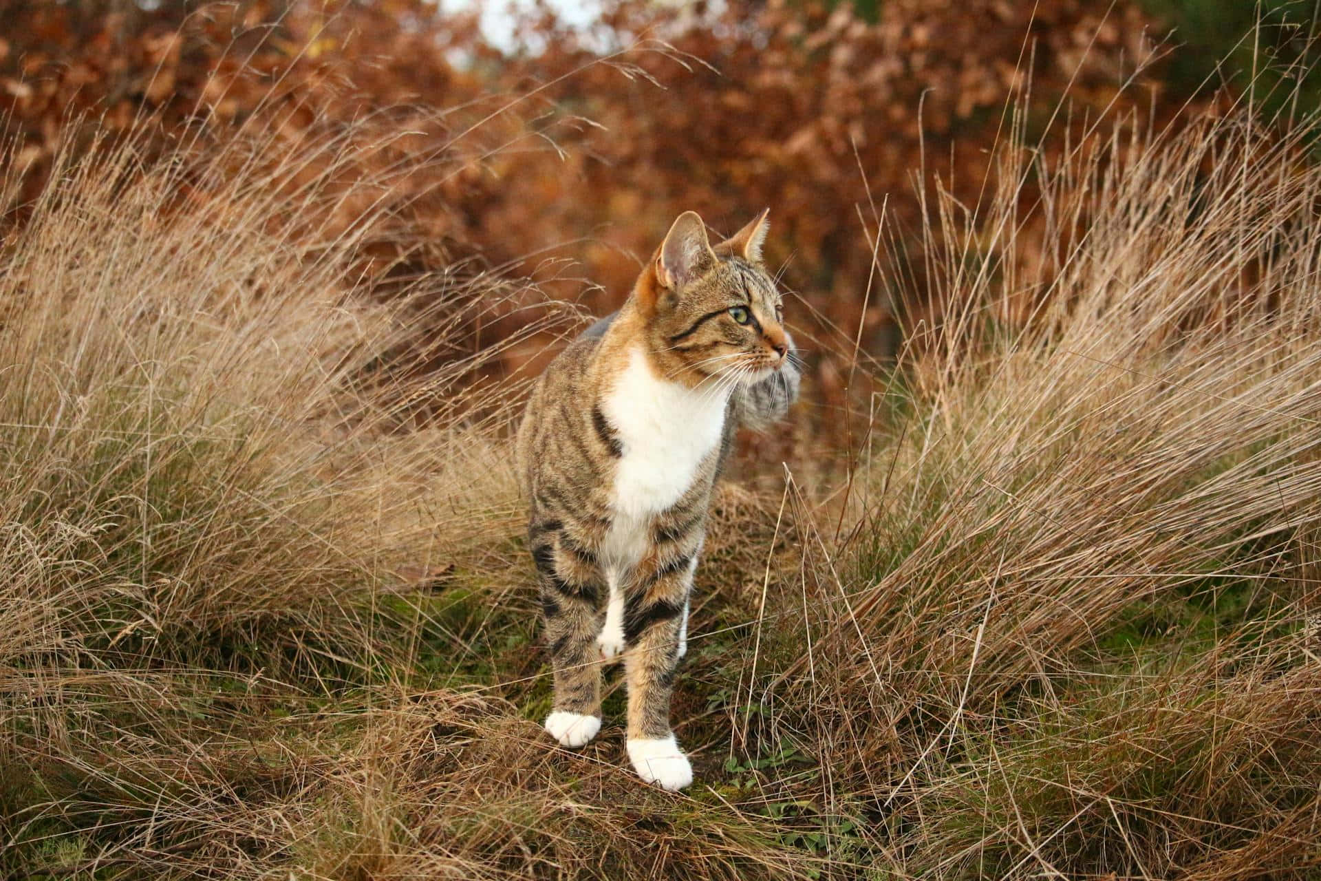 tabby cat, white paws, tall golden grasses, Full HD Desktop Wallpaper