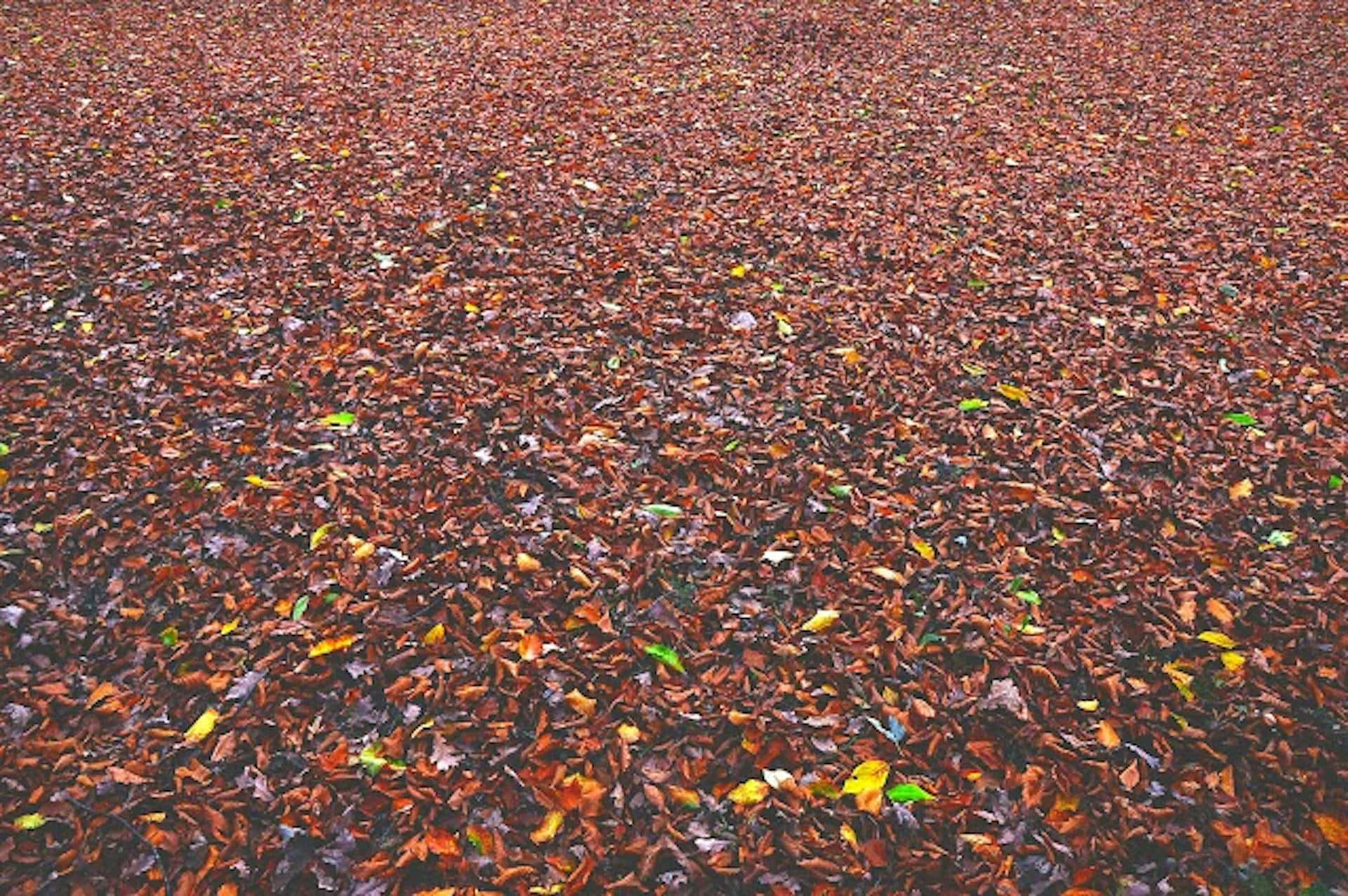 autumn leaves, rich browns, oranges, Full HD Desktop Wallpaper