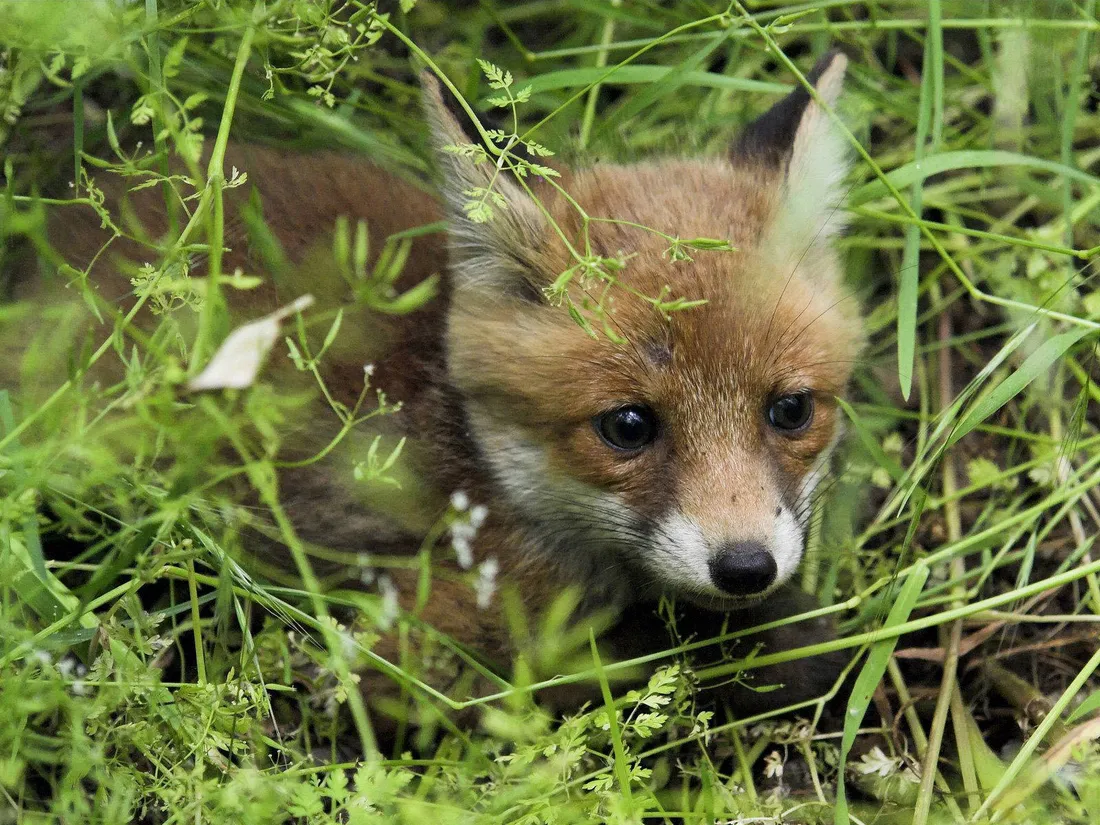 Brown Fox