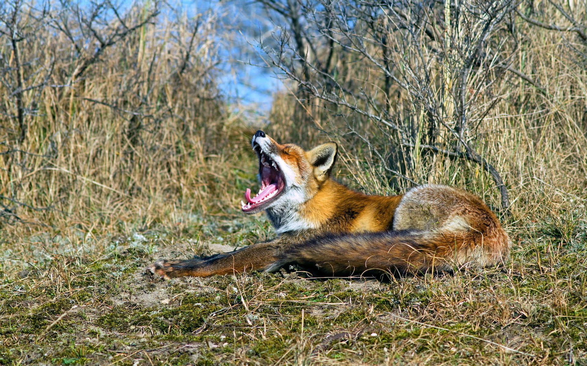 Brown Fox, 1920 x 1200, red fox, Full HD Desktop Wallpaper