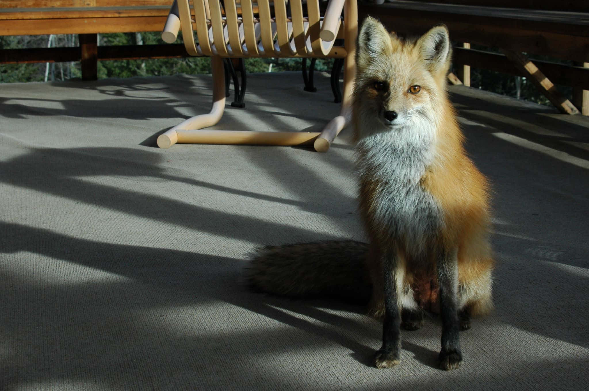 Brown Fox, red fox, sunlit wooden deck, Full HD Desktop Wallpaper