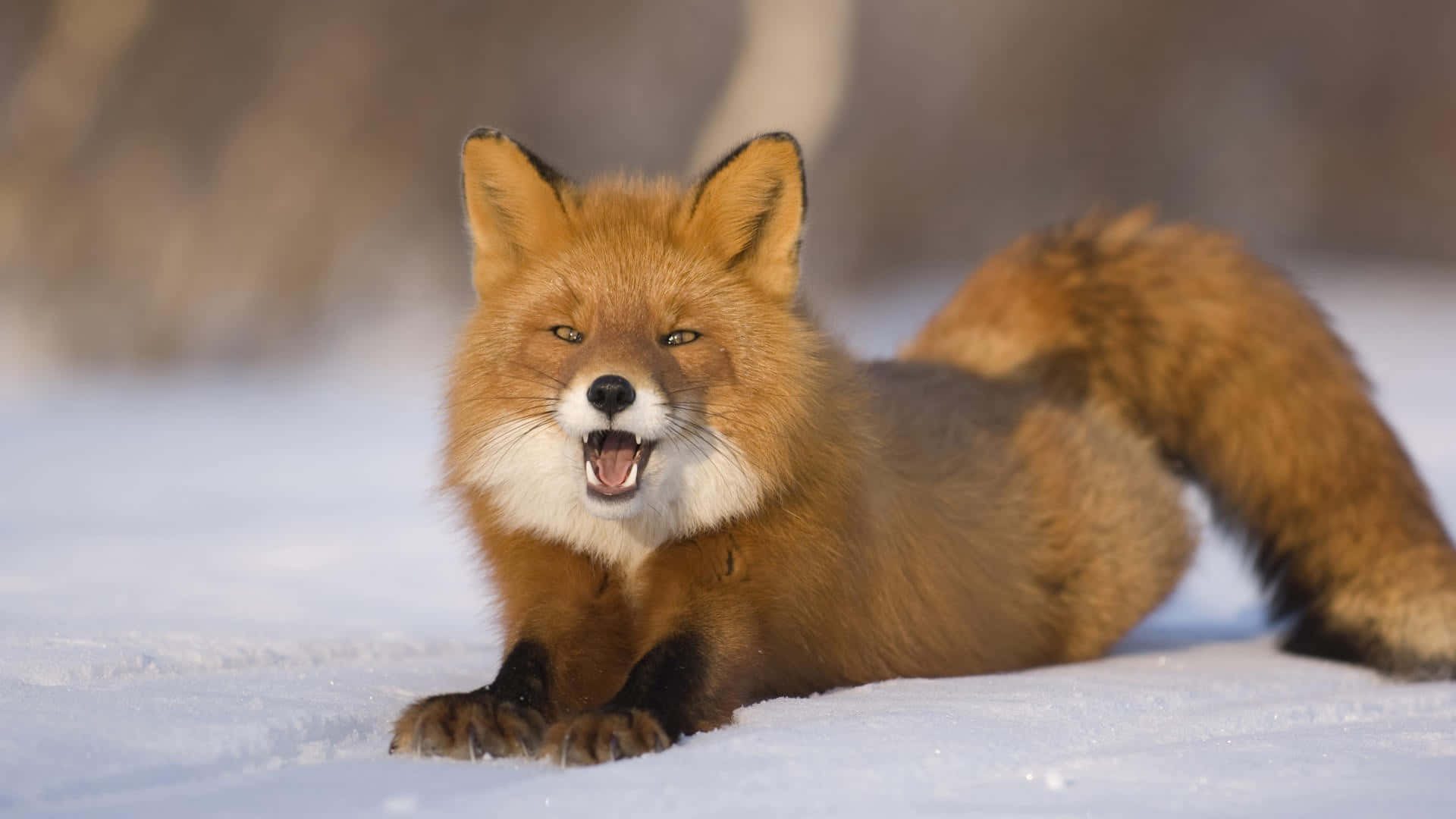 Brown Fox, red fox, snow, Full HD Desktop Wallpaper