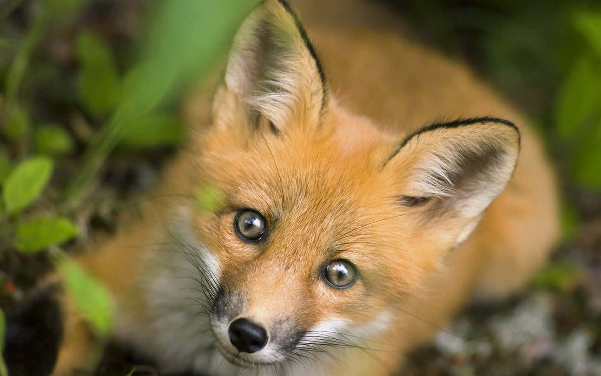 Brown Fox, red fox pup, bright eyes, Full HD Desktop Wallpaper