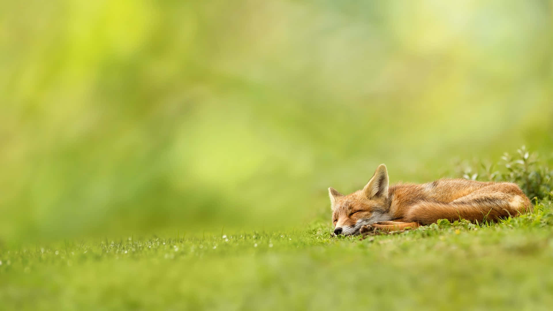 Brown Fox, 1920 x 1080, red fox, Full HD Desktop Wallpaper