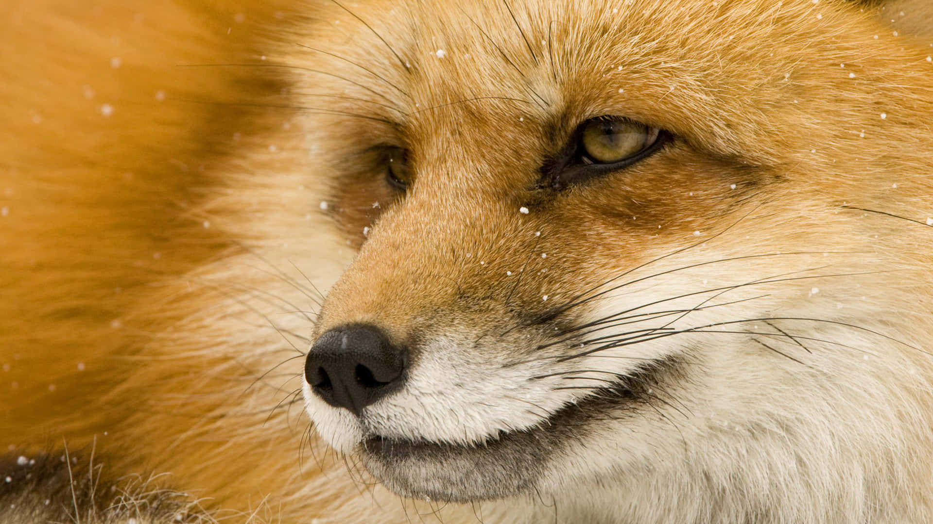 Brown Fox, red fox, snowflakes, Full HD Desktop Wallpaper