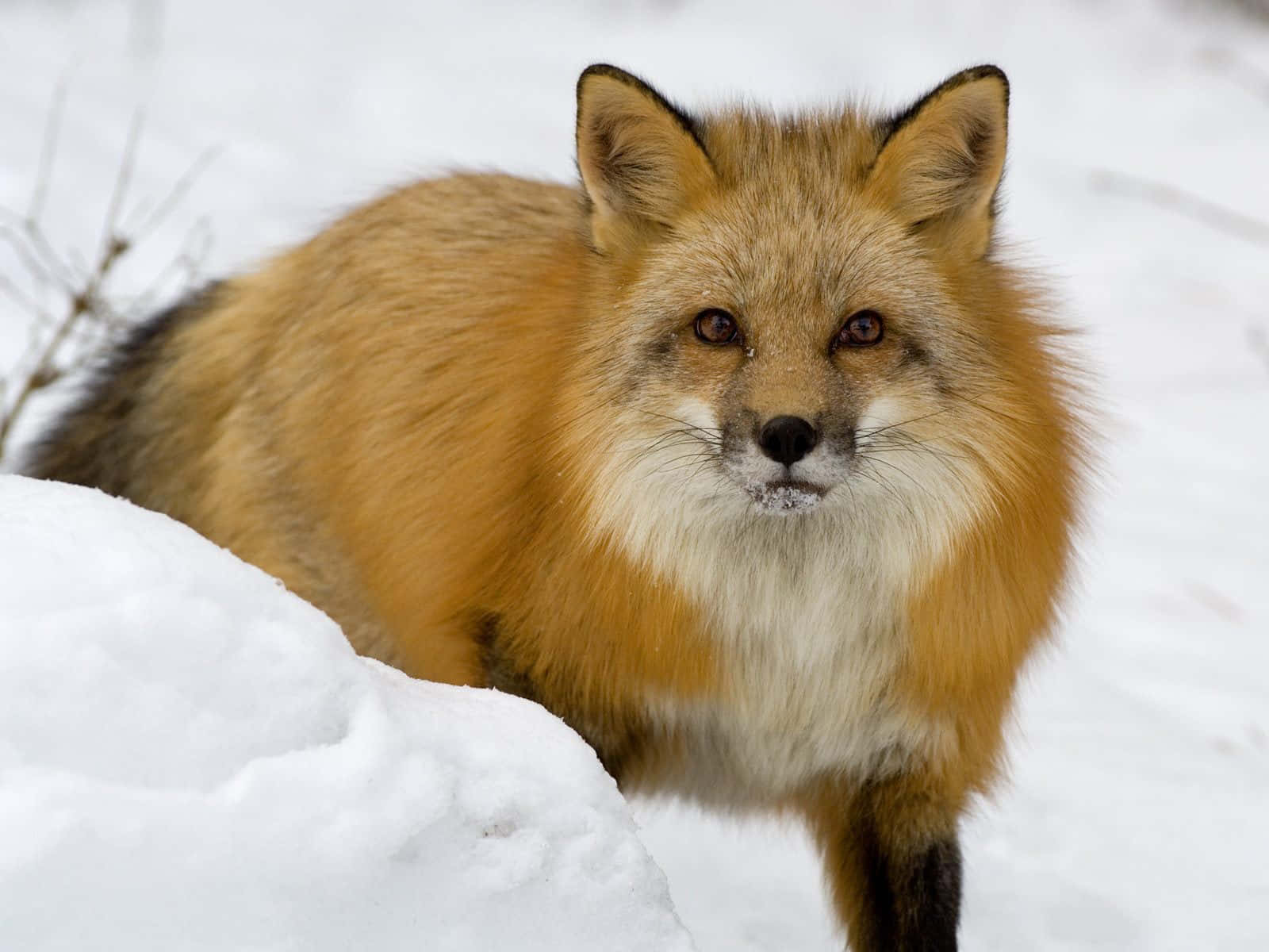 Brown Fox, red fox, fluffy orange fur, HD Desktop Wallpaper