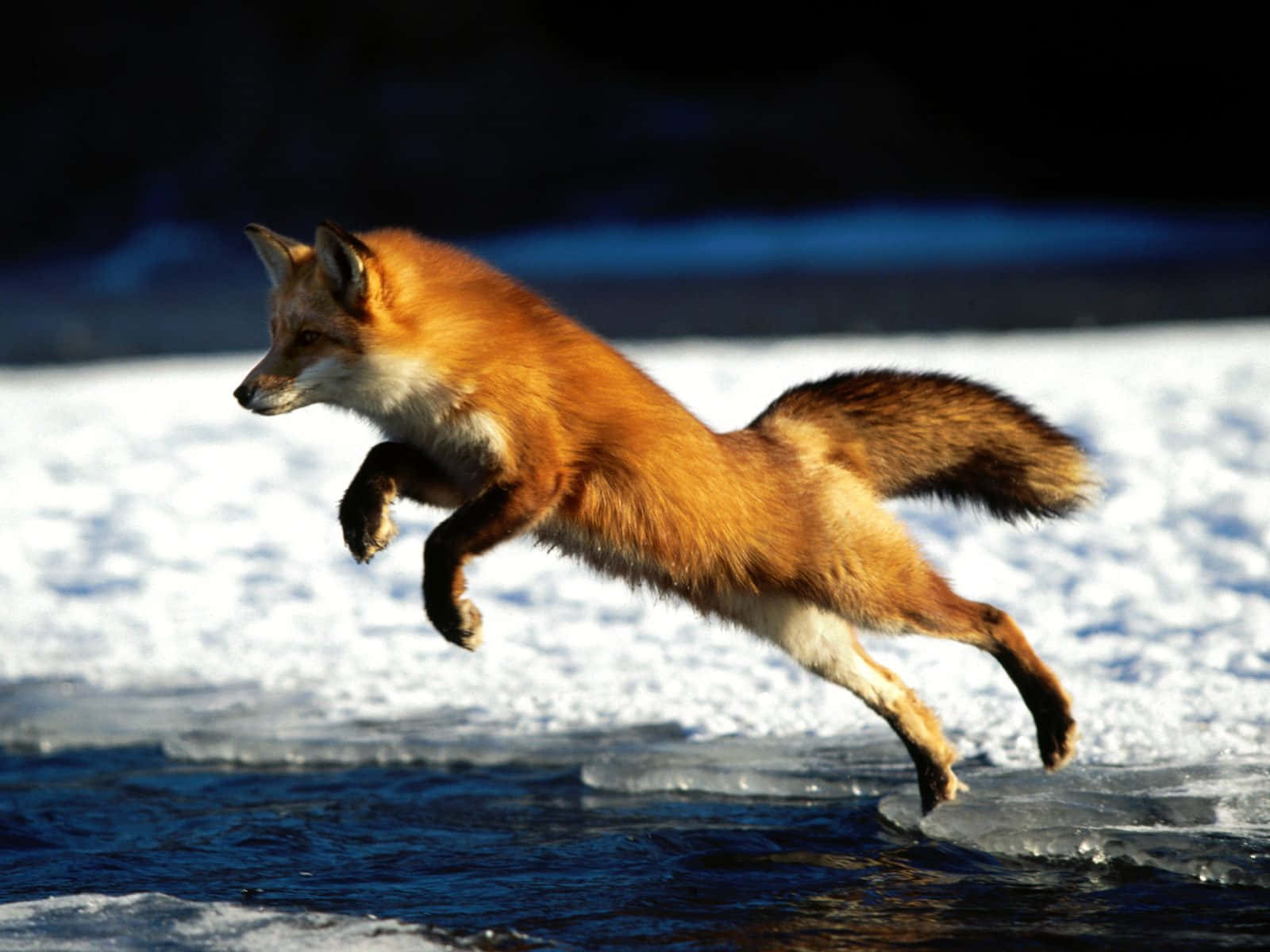 Brown Fox, red fox, icy water, HD Desktop Wallpaper