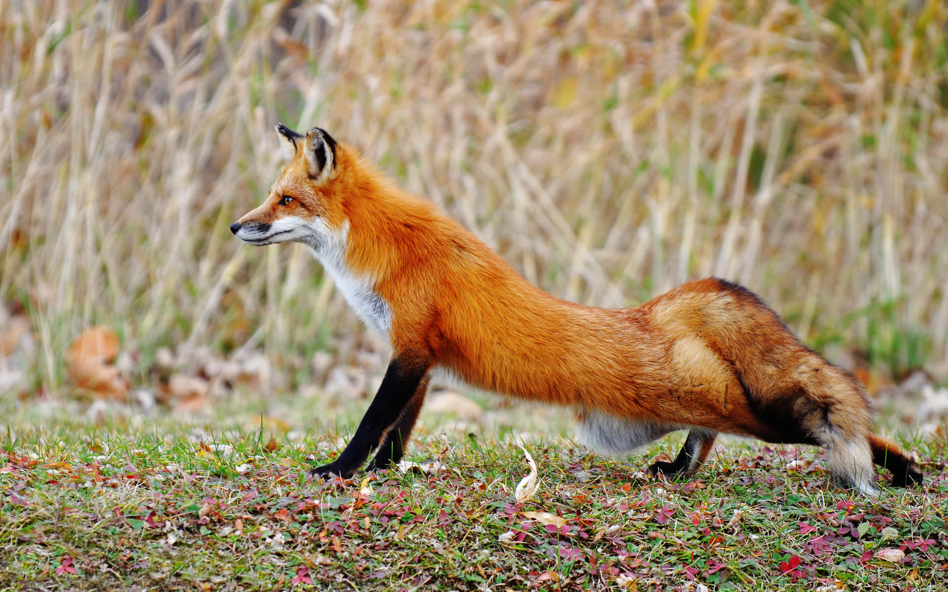 Brown Fox, autumn grass, fallen leaves, Full HD Desktop Wallpaper