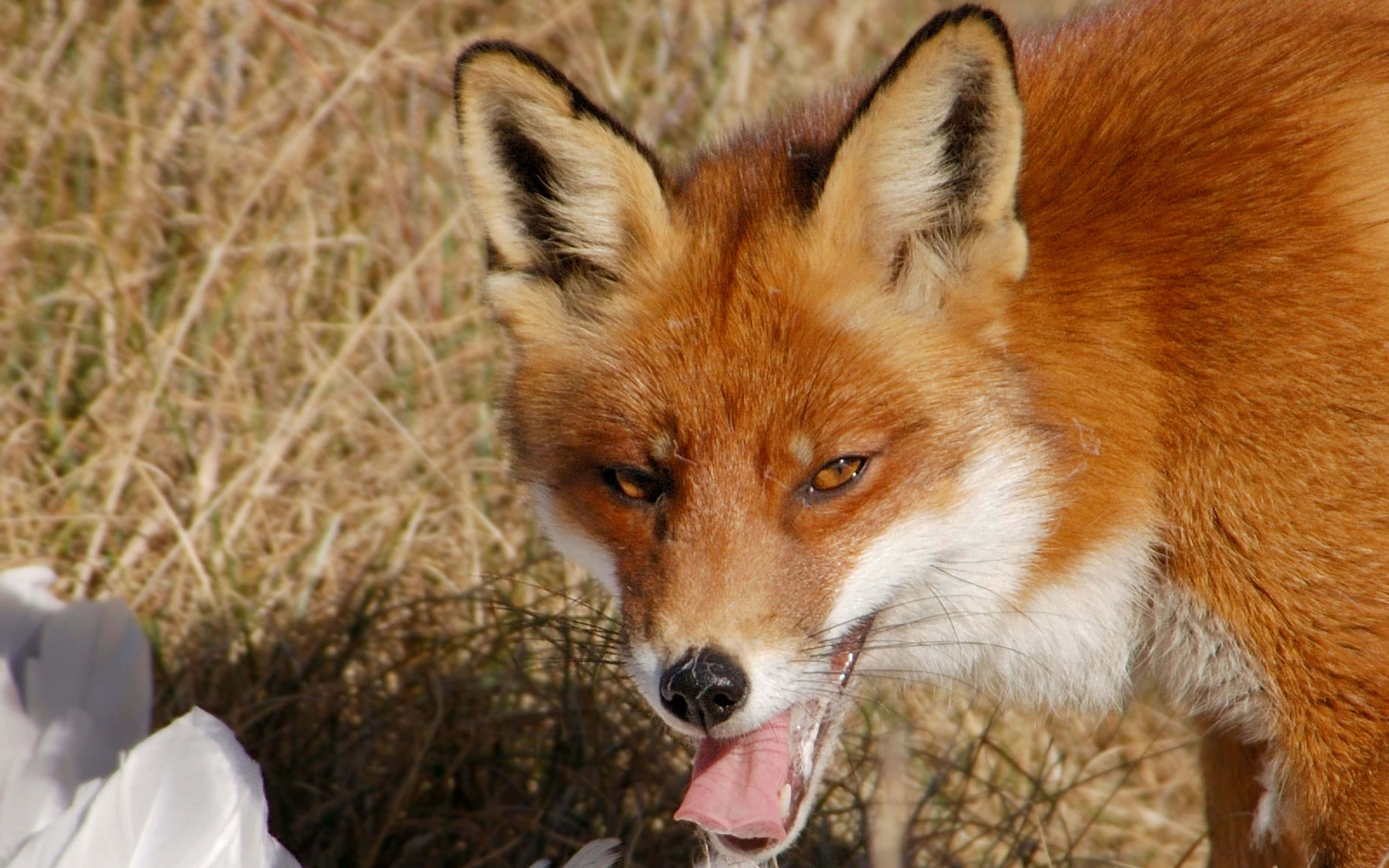 Brown Fox, 3200 x 2000, red fox, 2K Desktop Wallpaper