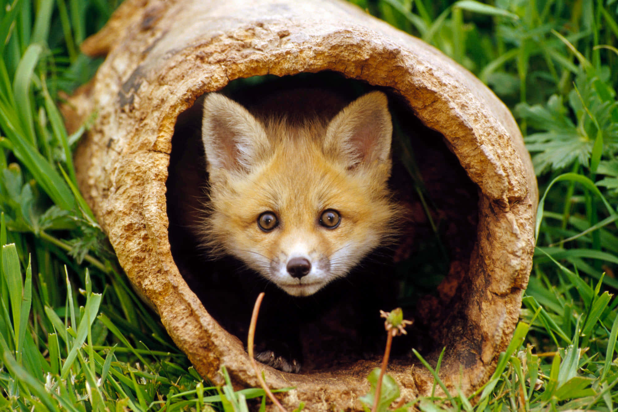 Brown Fox, hollow log, vibrant green grass, Full HD Desktop Wallpaper