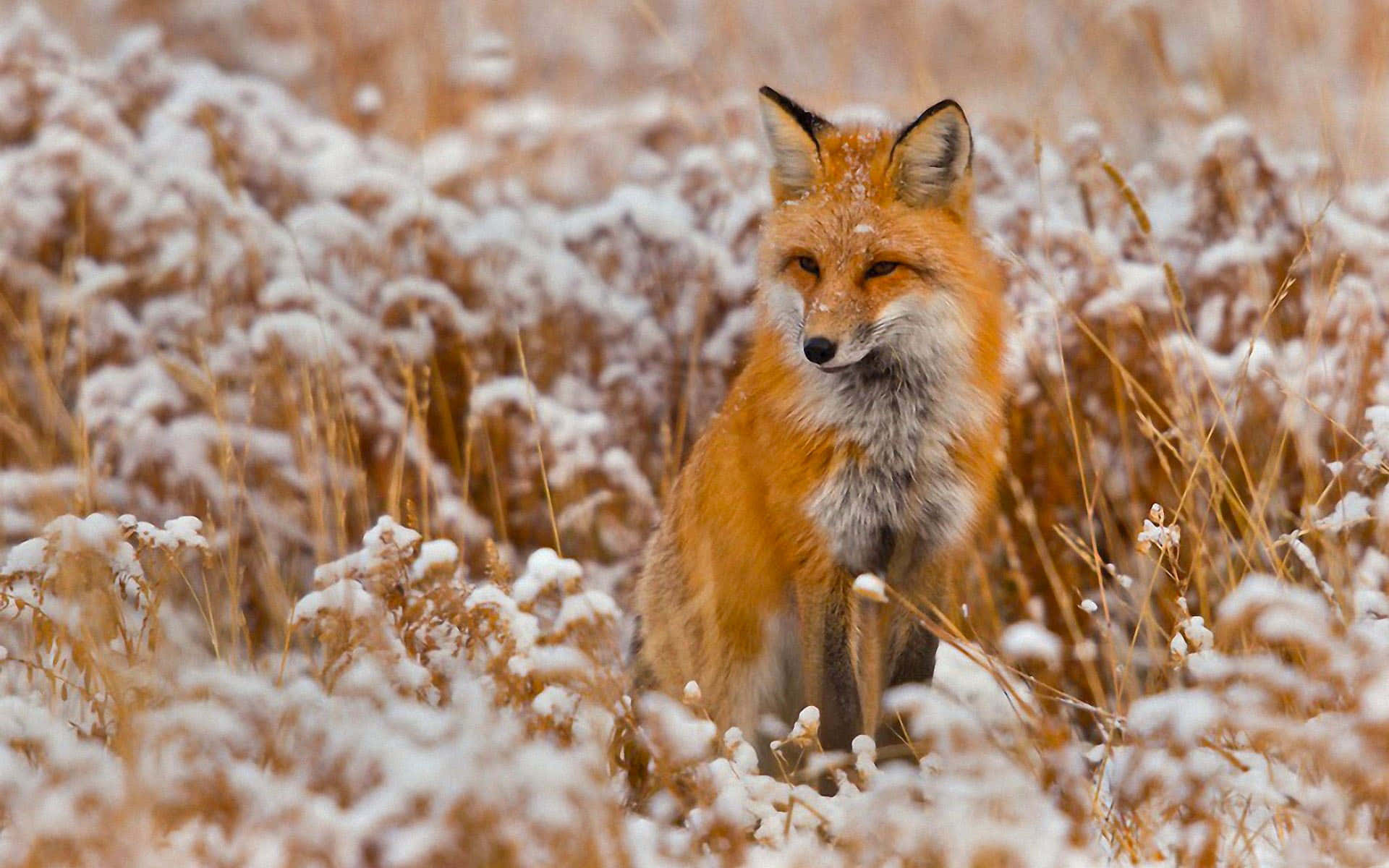 Brown Fox, red fox, snow-dusted golden grass, Full HD Desktop Wallpaper
