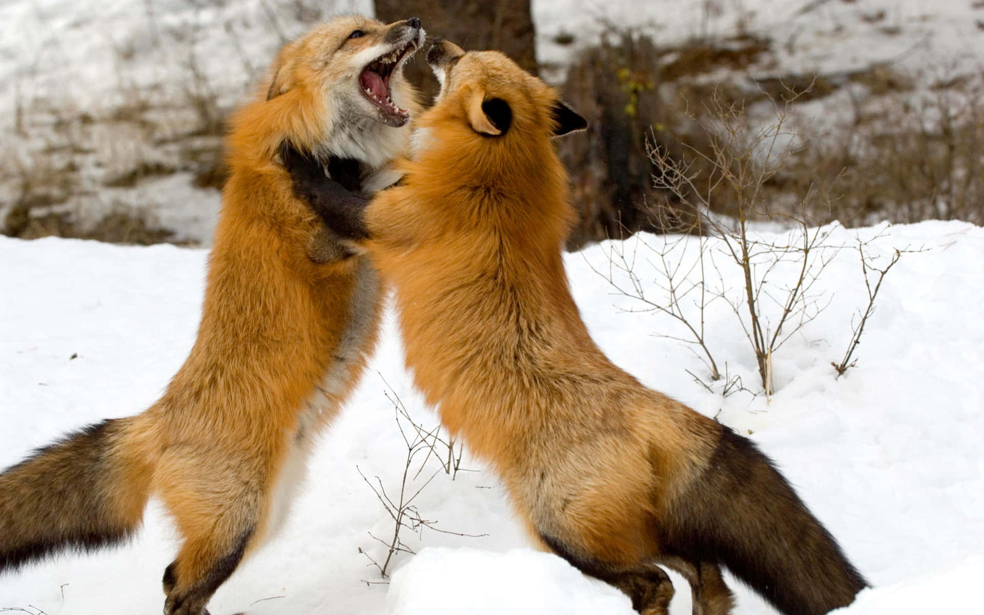 Brown Fox, 1920 x 1200, snowy forest, Full HD Desktop Wallpaper