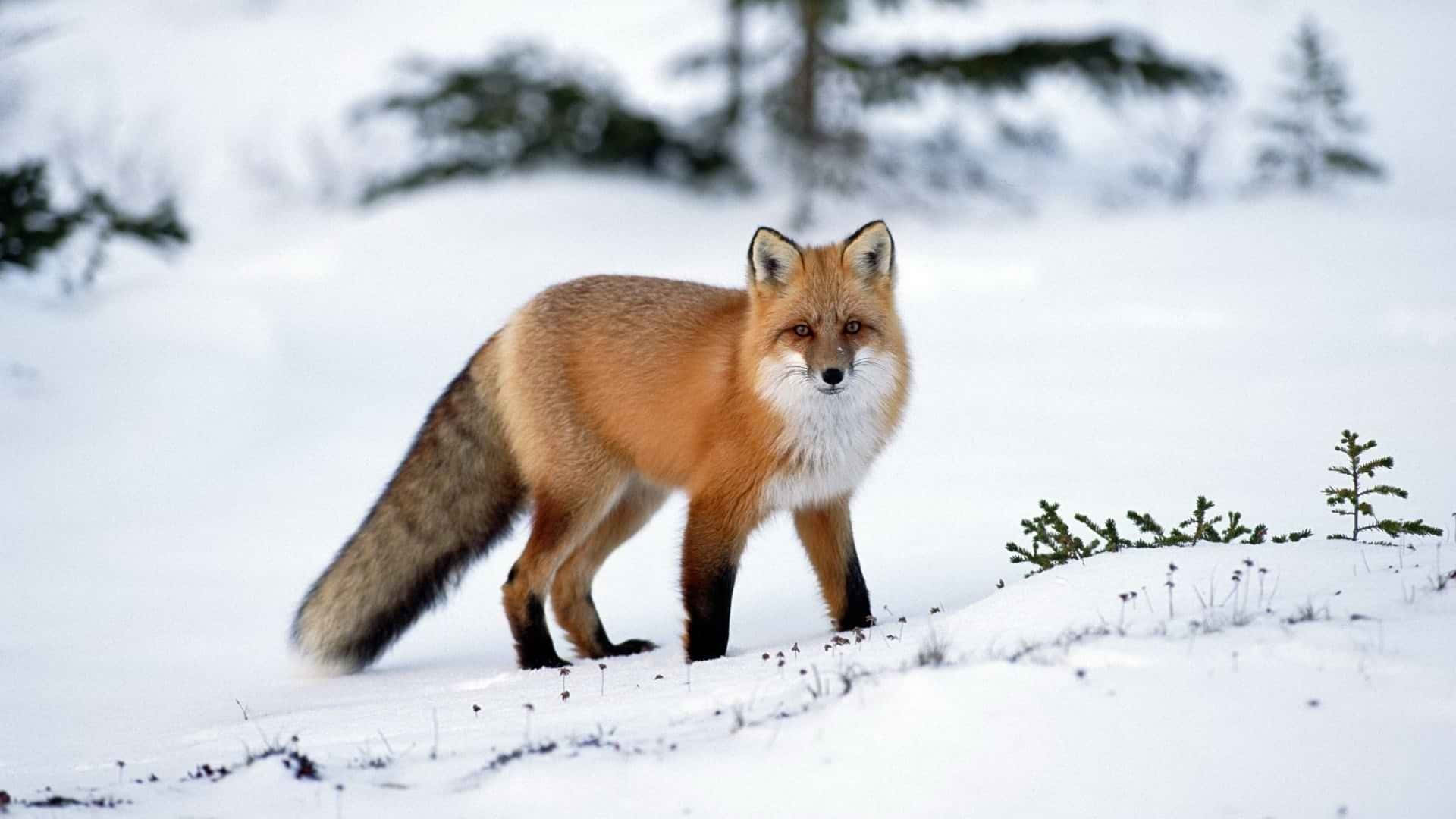 Brown Fox, red fox, snowy winter landscape, Full HD Desktop Wallpaper