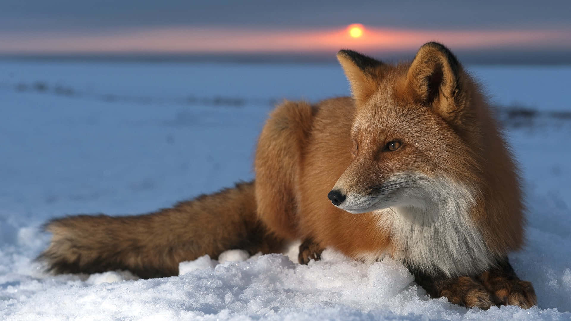 Brown Fox, red fox, deep snow, Full HD Desktop Wallpaper