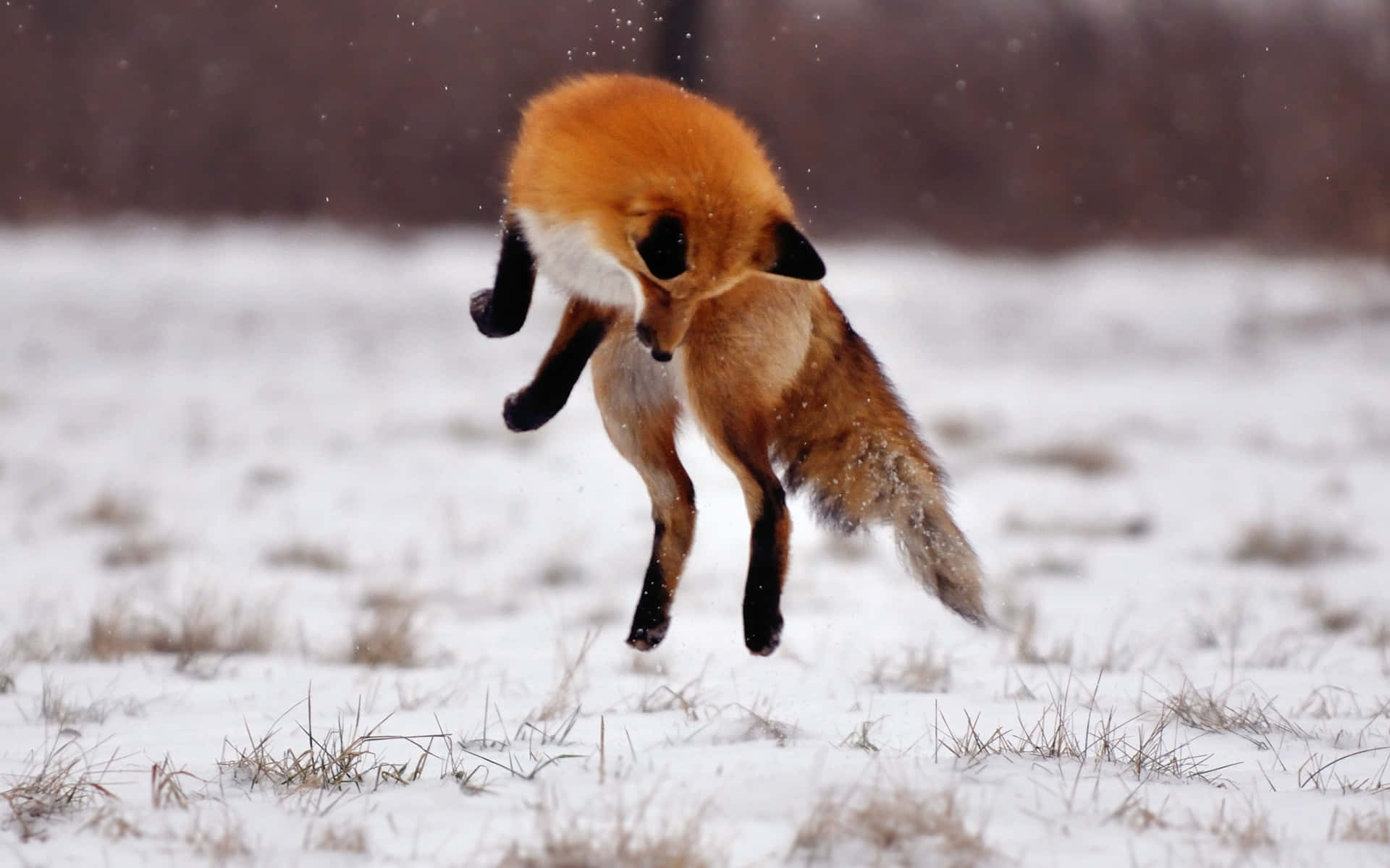 Brown Fox, red fox, snowy field, Full HD Desktop Wallpaper