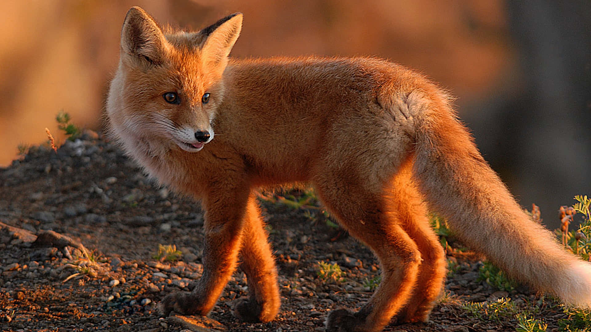 Brown Fox, red fox, rocky terrain, Full HD Desktop Wallpaper