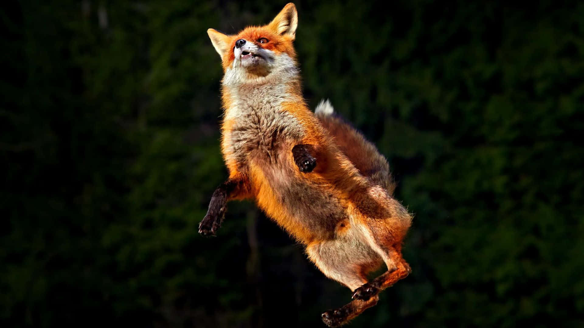 Brown Fox, red fox, dark forest, Full HD Desktop Wallpaper